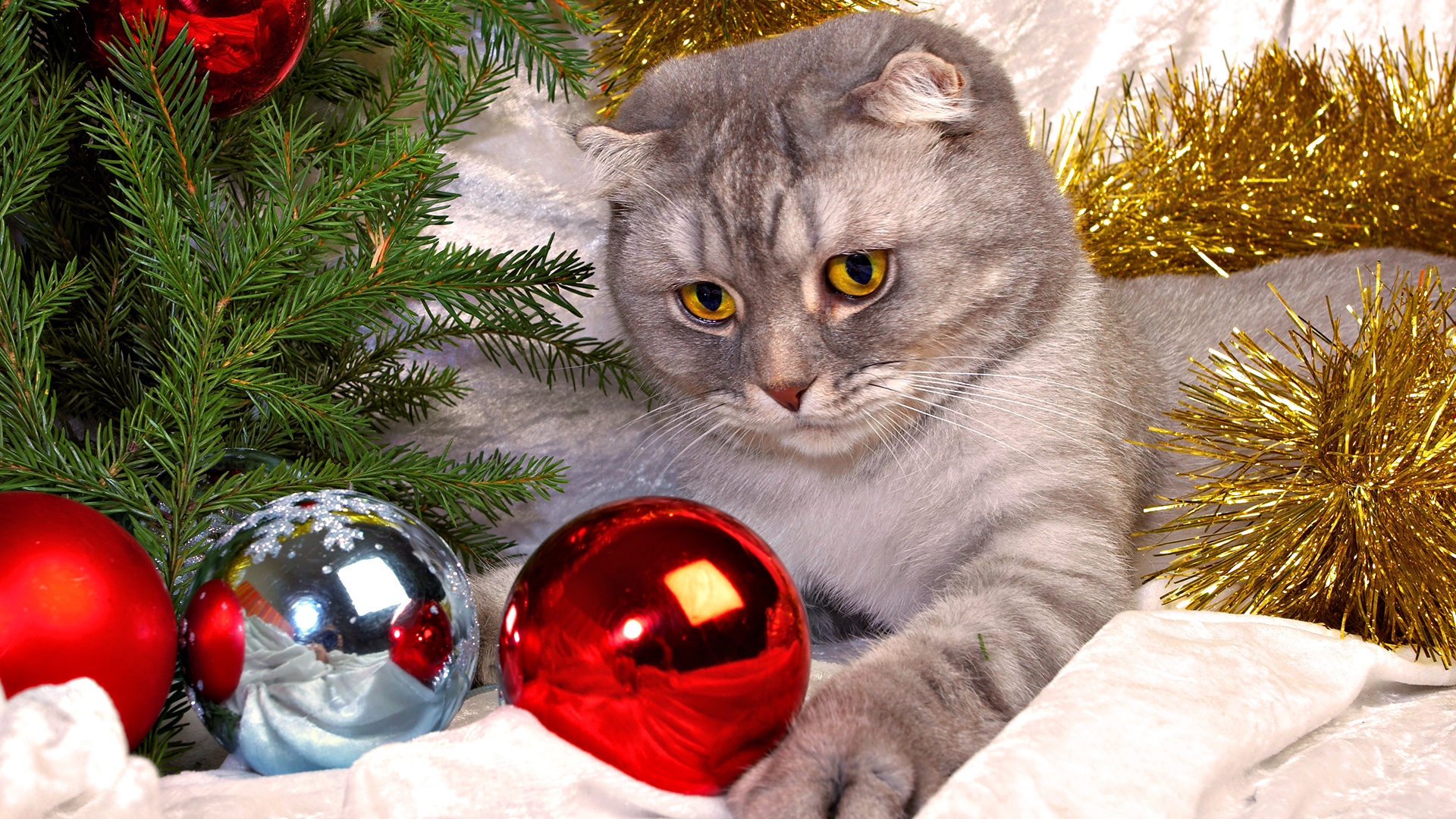 Handy-Wallpaper Weihnachtsschmuck, Weihnachten, Feiertage, Katze kostenlos herunterladen.