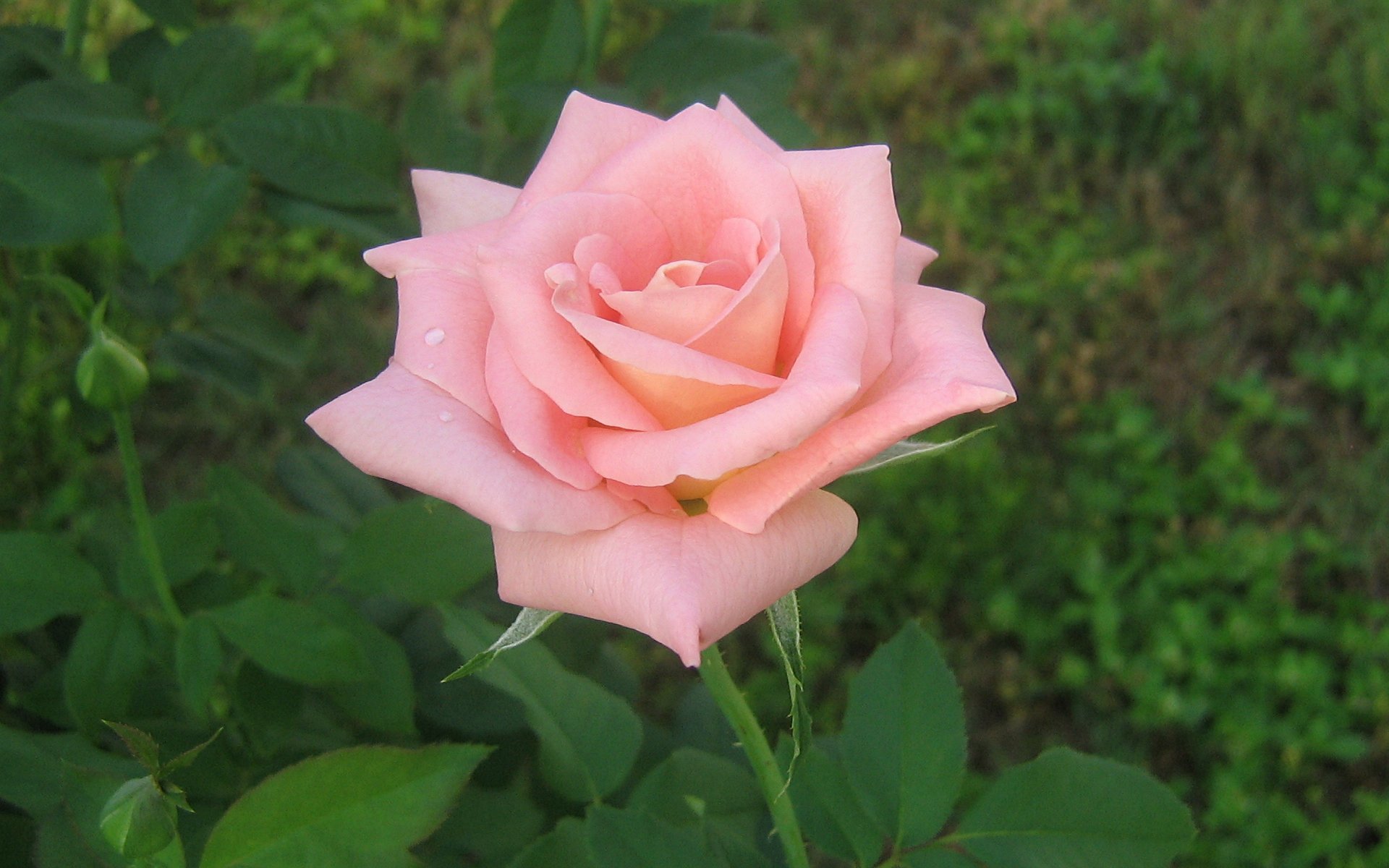Скачать картинку Розы, Цветы, Растения в телефон бесплатно.
