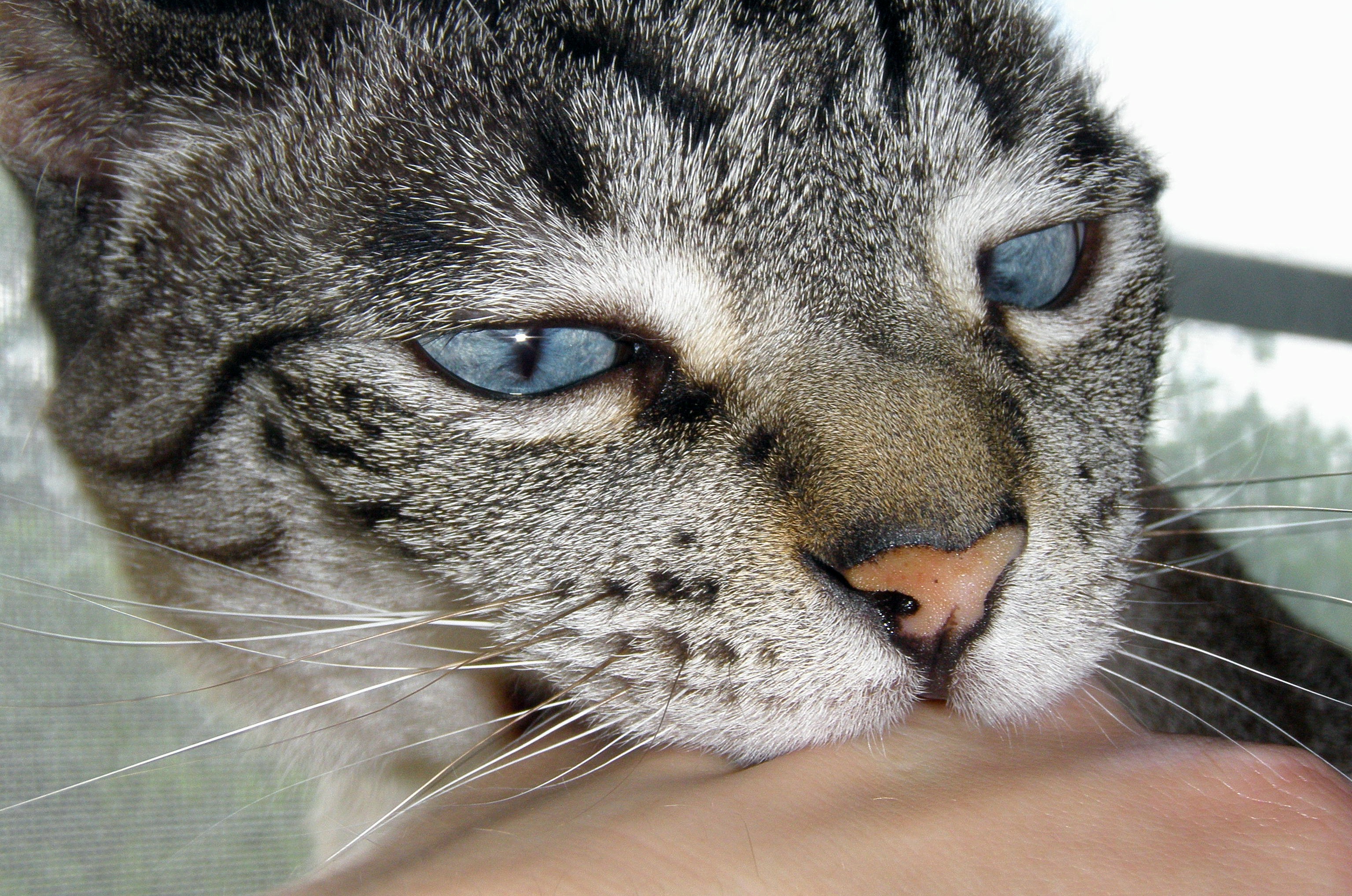 Baixe gratuitamente a imagem Animais, Gatos, Gato na área de trabalho do seu PC