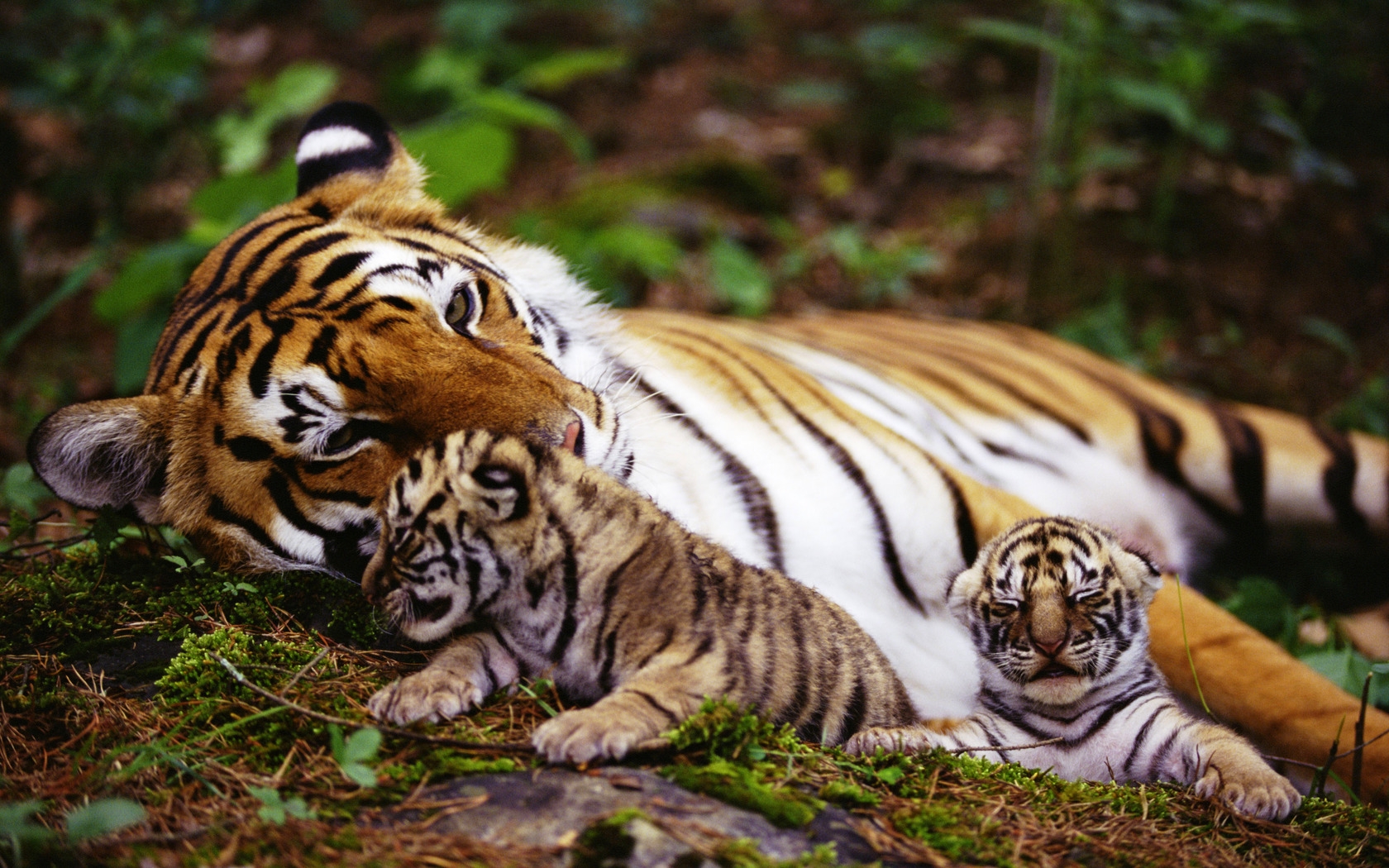Скачати мобільні шпалери Тигр, Тварина безкоштовно.