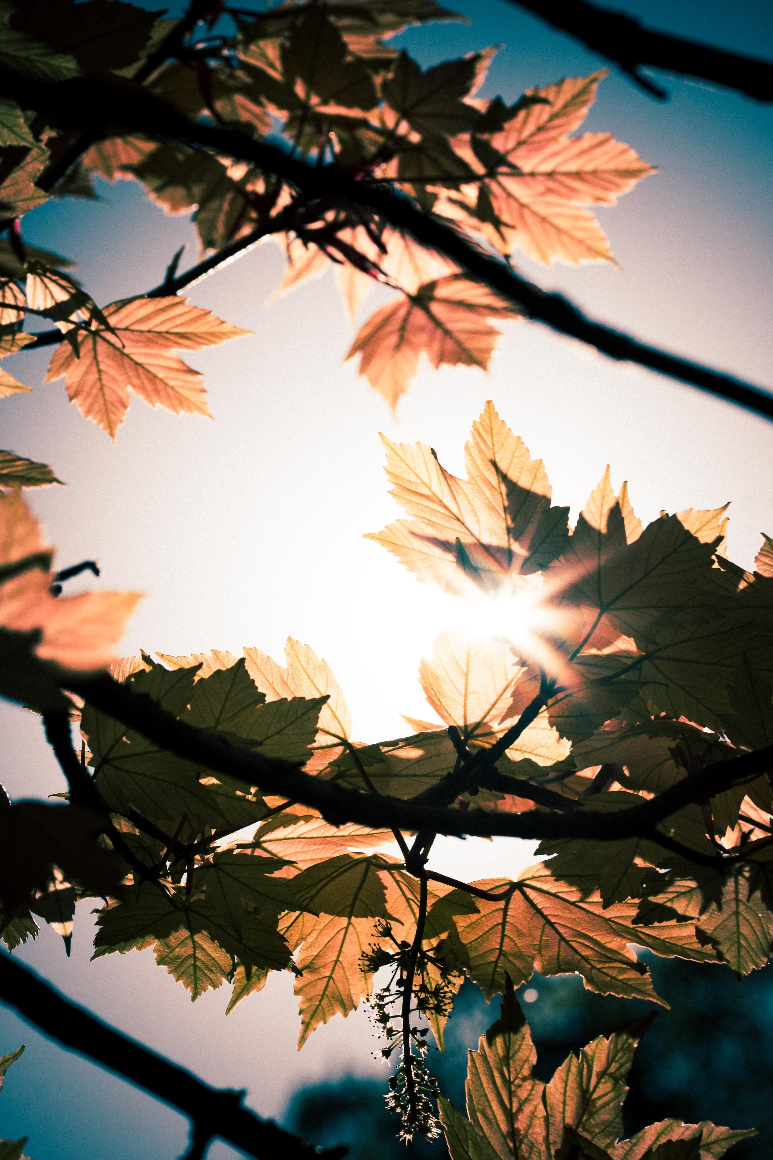 Free download wallpaper Sun, Macro, Shine, Light, Beams, Rays, Branches, Leaves on your PC desktop