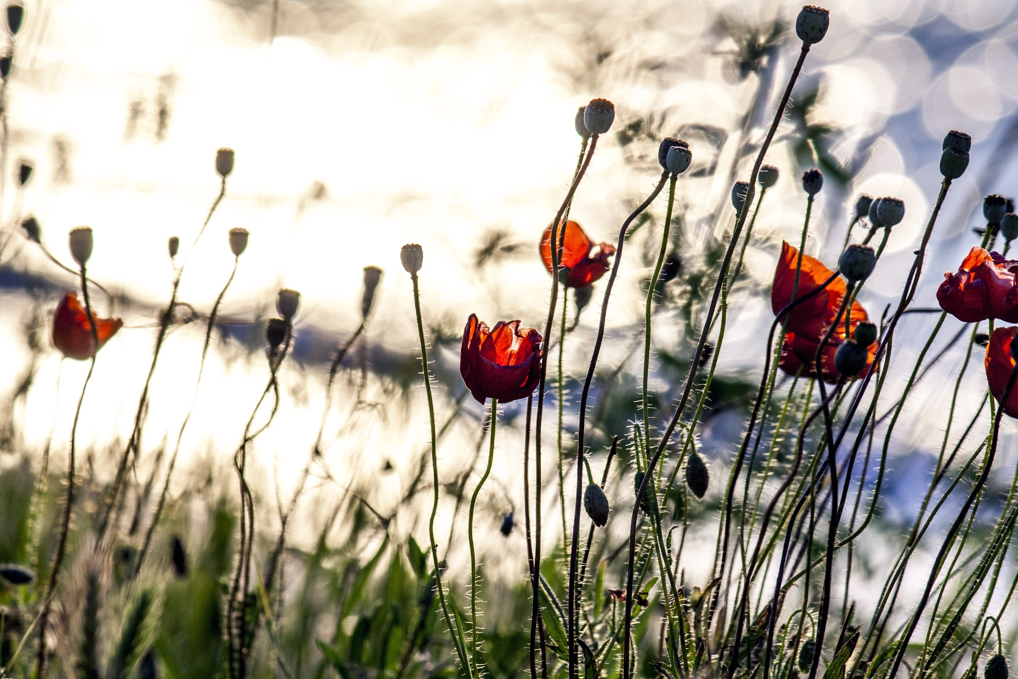 Download mobile wallpaper Nature, Flowers, Flower, Earth, Bokeh, Poppy, Red Flower for free.