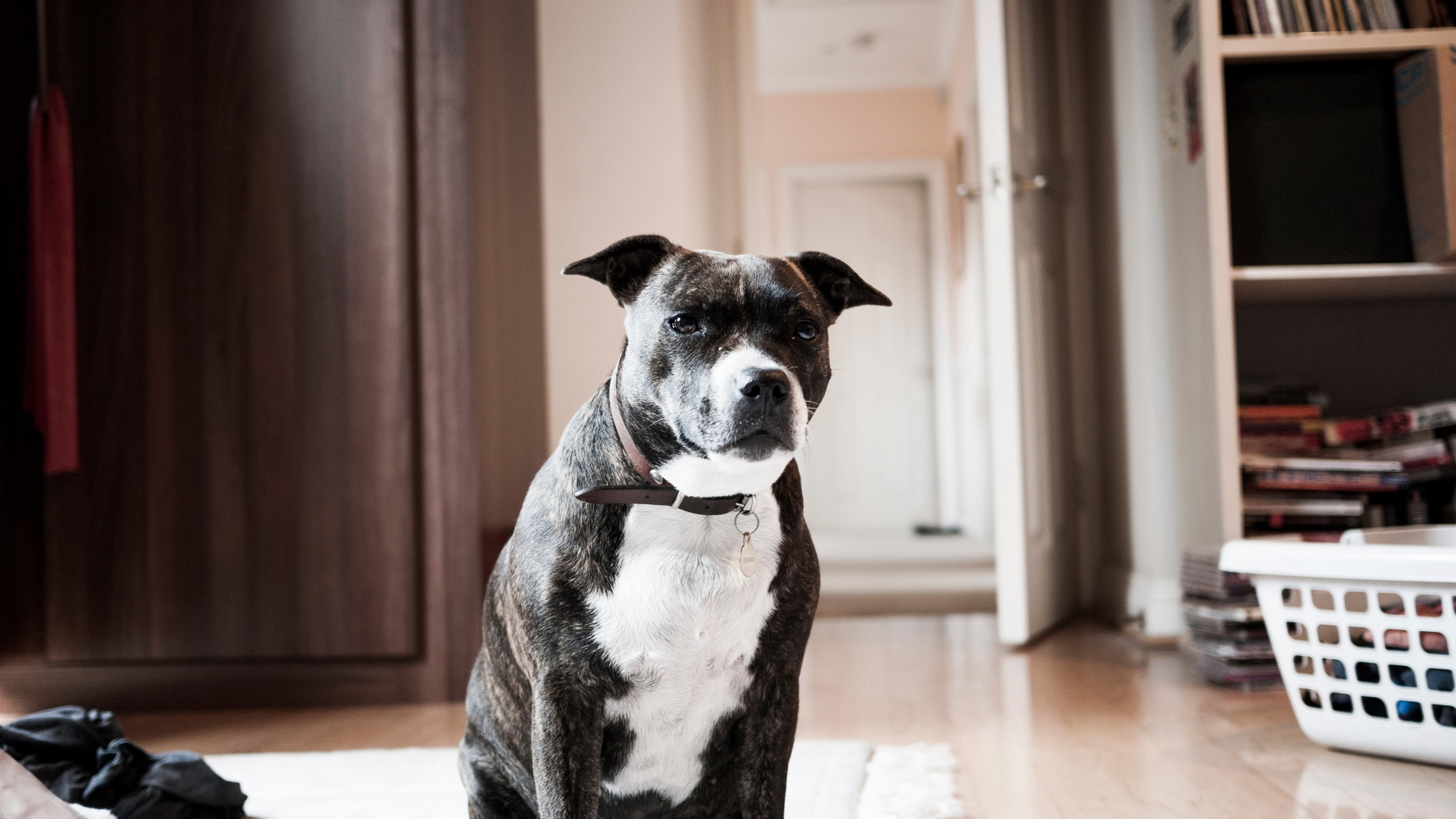 Baixar papel de parede para celular de Animais, Cães, Cão gratuito.