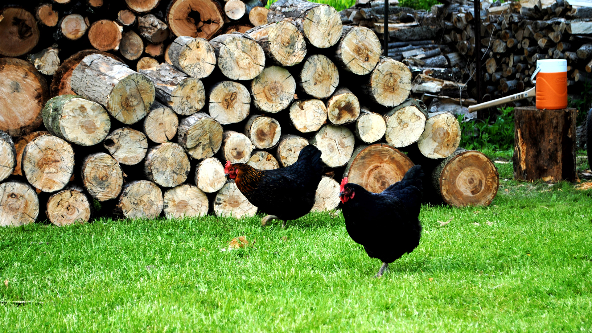 Free download wallpaper Birds, Animal, Chicken, Rooster on your PC desktop