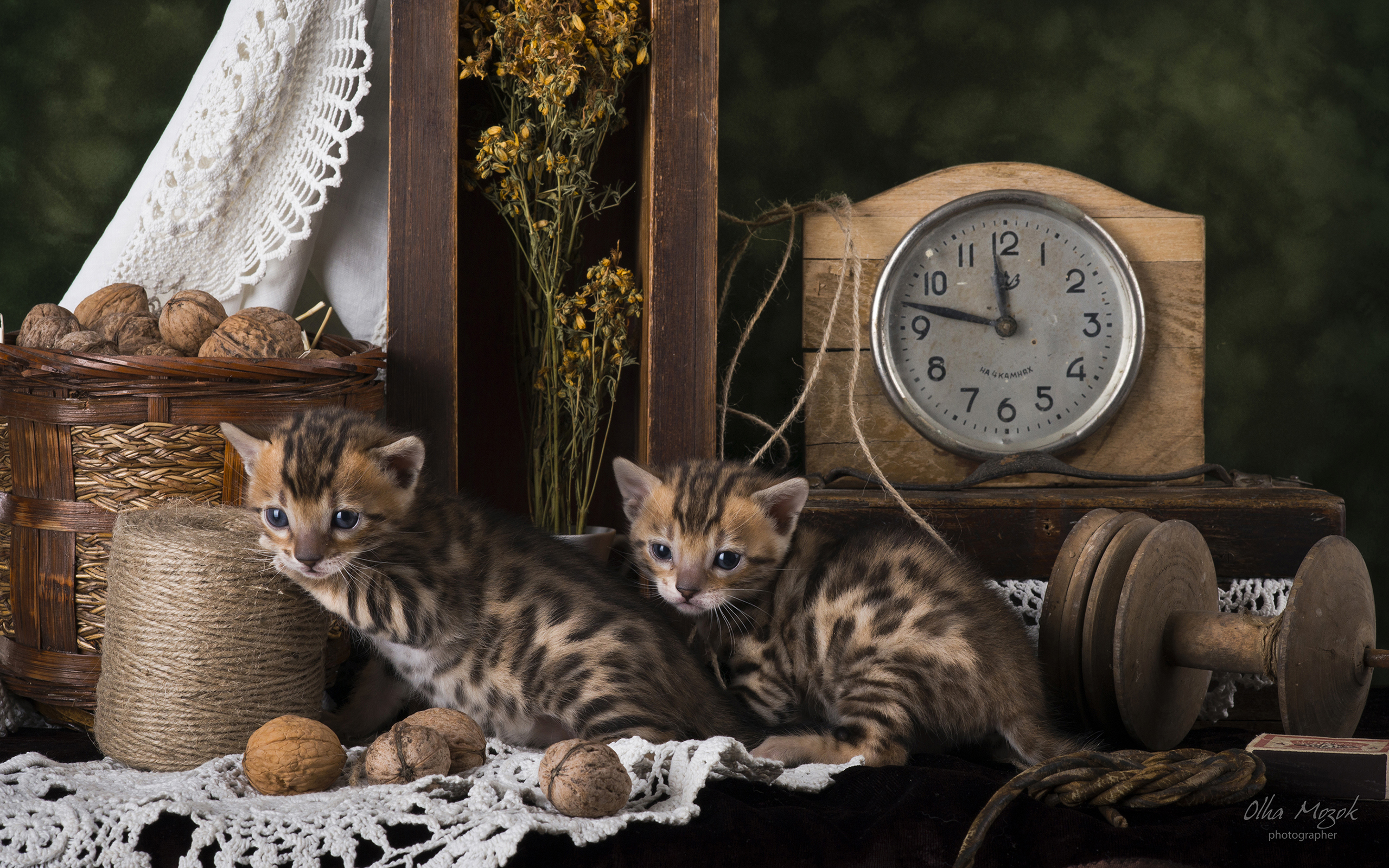Handy-Wallpaper Tiere, Katzen, Katze, Kätzchen, Uhr kostenlos herunterladen.