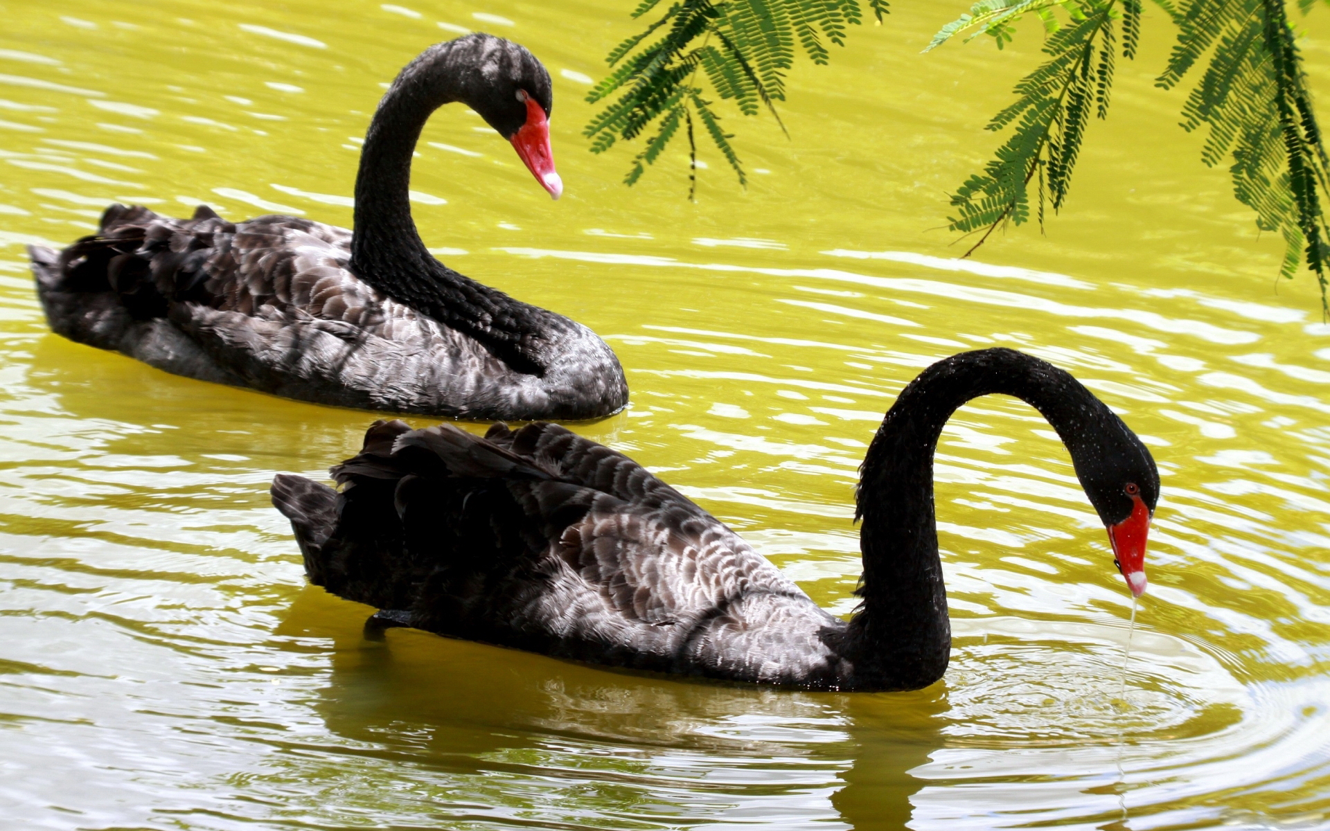 285150 descargar imagen animales, cisne negro, aves: fondos de pantalla y protectores de pantalla gratis