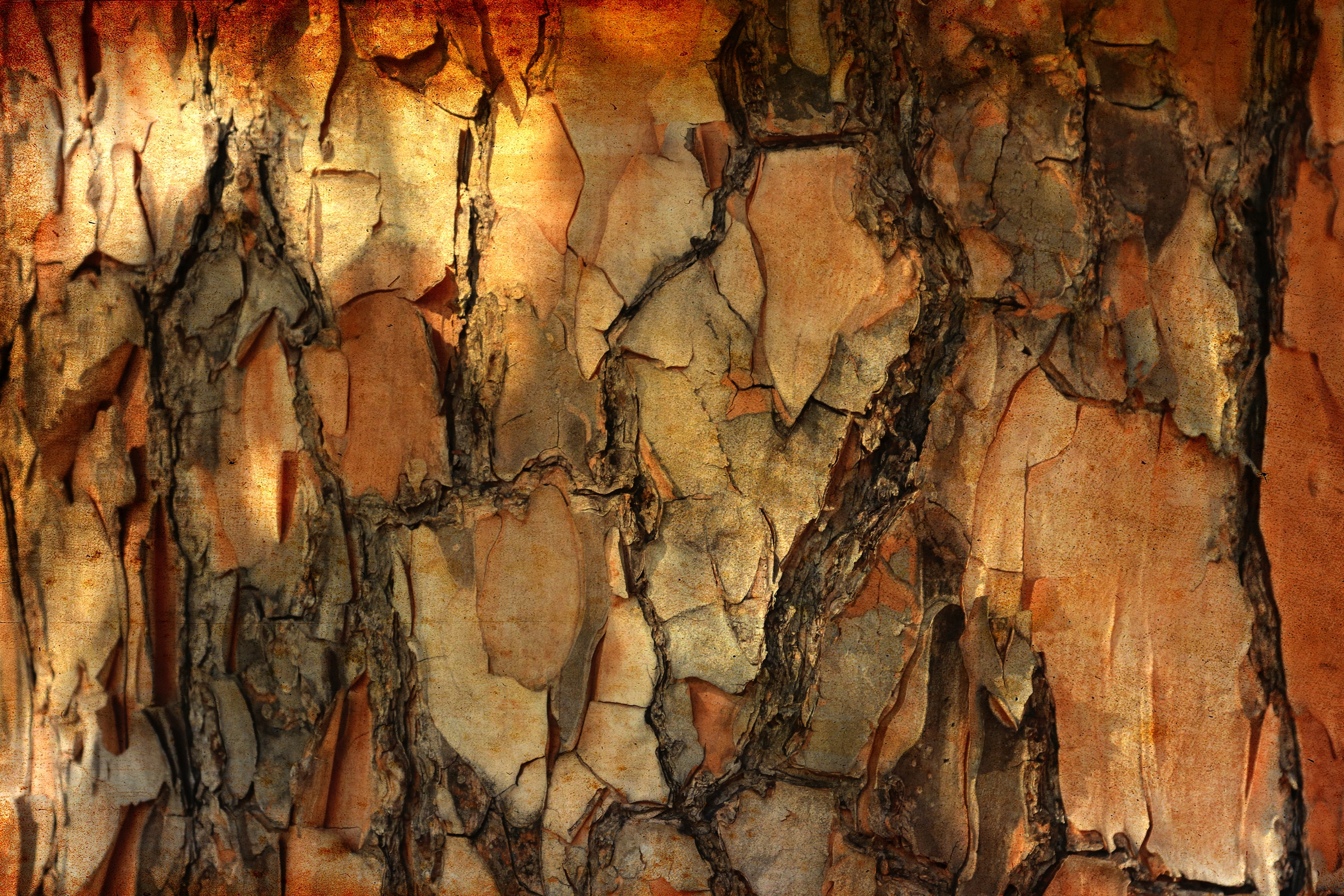 Free download wallpaper Pine, Macro, Wood, Tree, Texture, Textures, Bark on your PC desktop