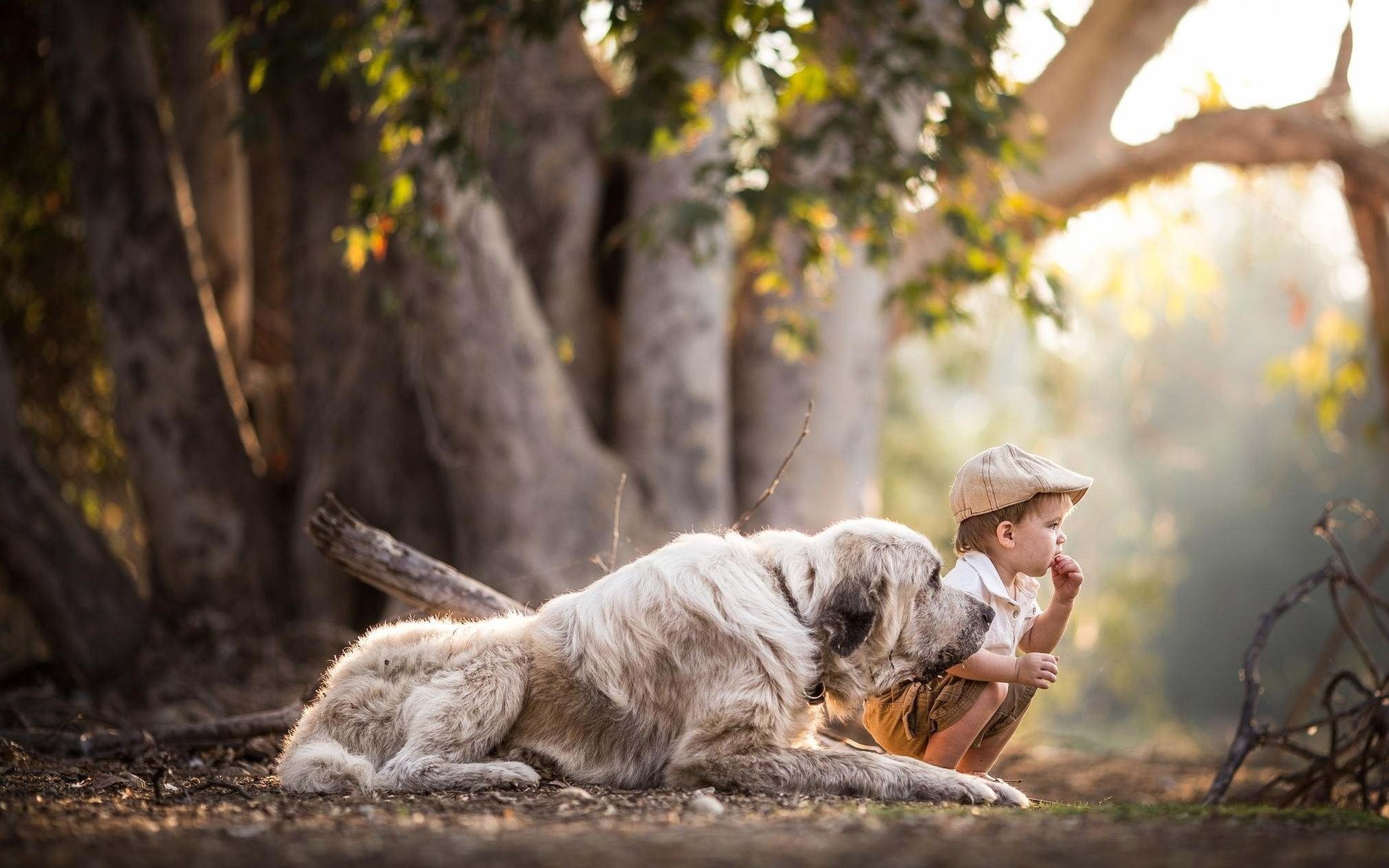 Handy-Wallpaper Hunde, Hund, Tiere kostenlos herunterladen.