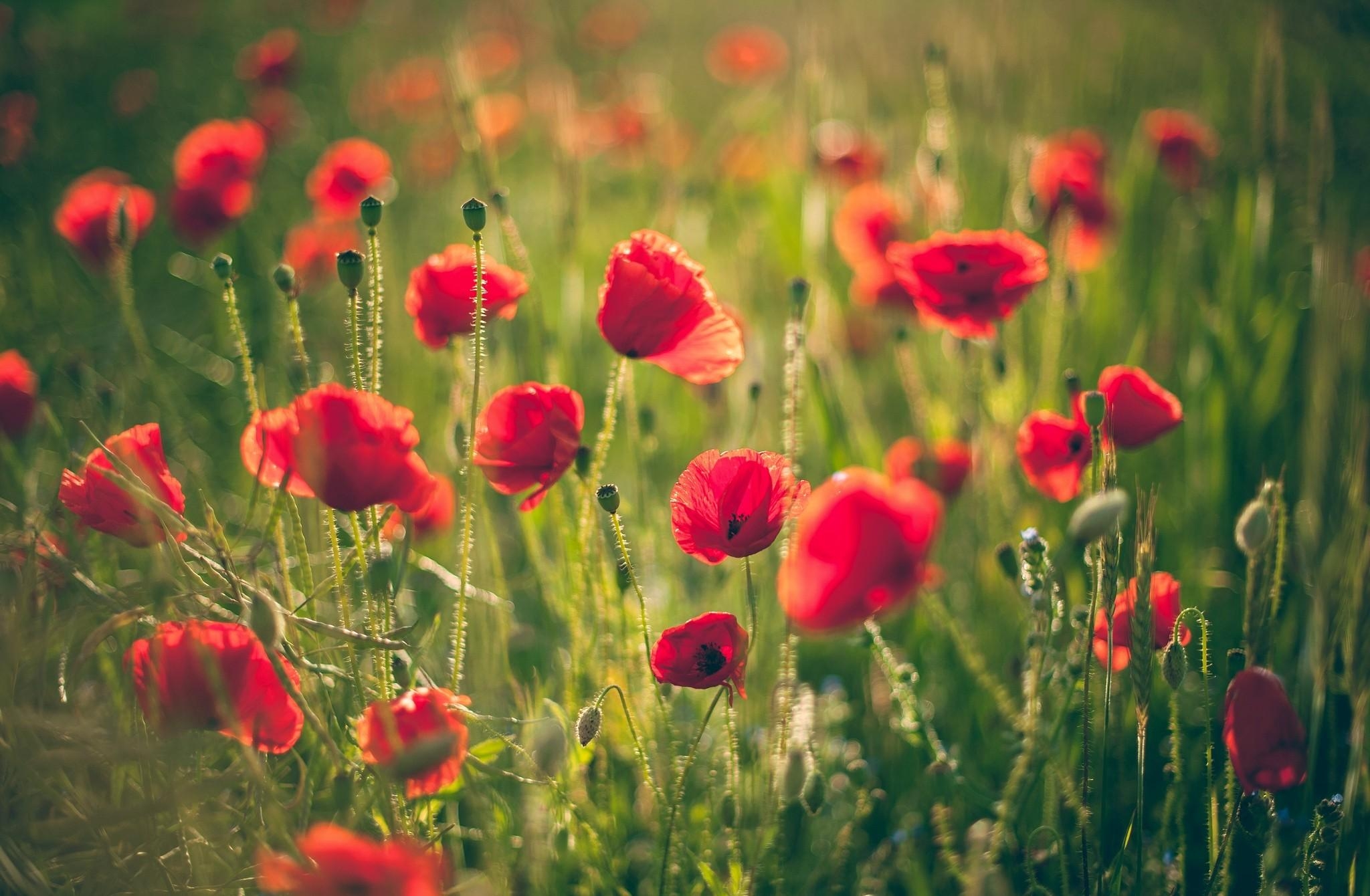Free download wallpaper Poppies, Flowers, Summer, Blur, Smooth, Field, Sunny on your PC desktop