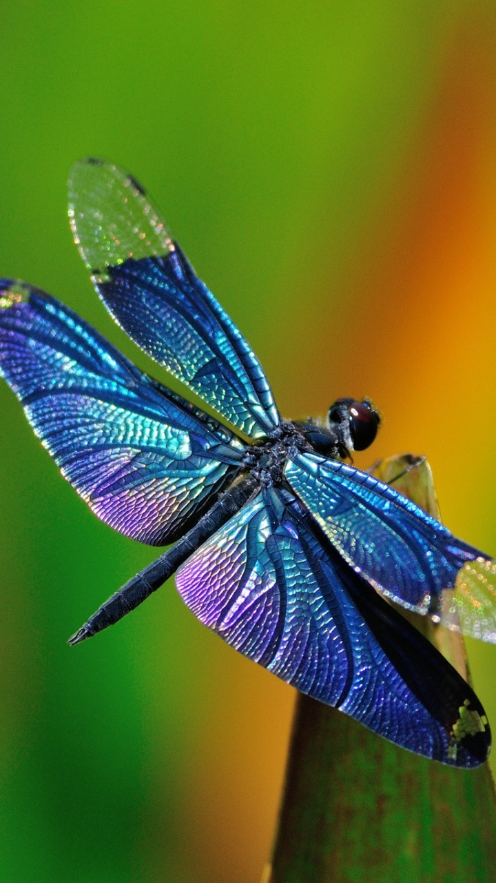 Download mobile wallpaper Insects, Insect, Animal, Dragonfly for free.