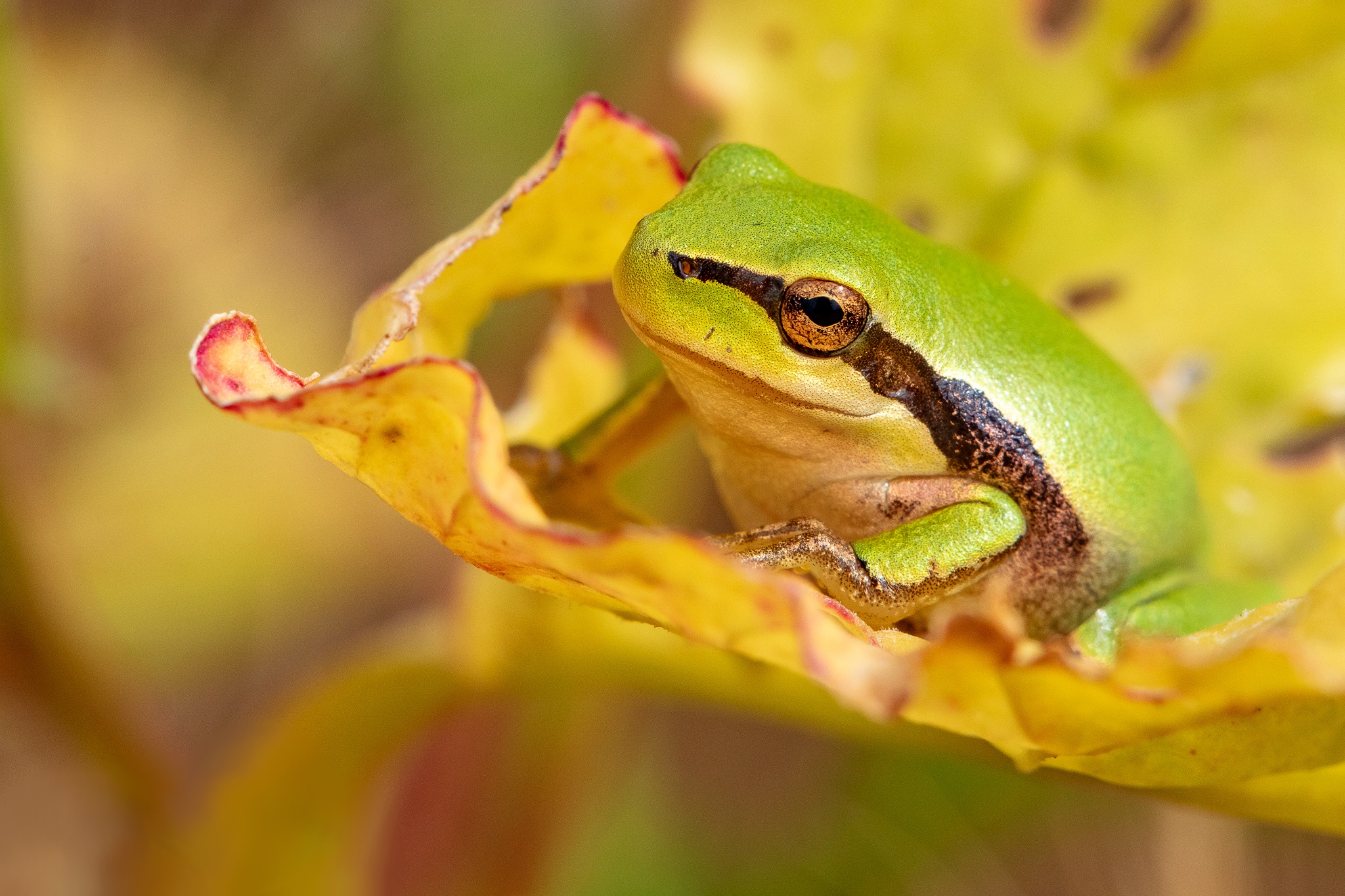 Free download wallpaper Frogs, Macro, Animal, Frog, Amphibian, Tree Frog on your PC desktop