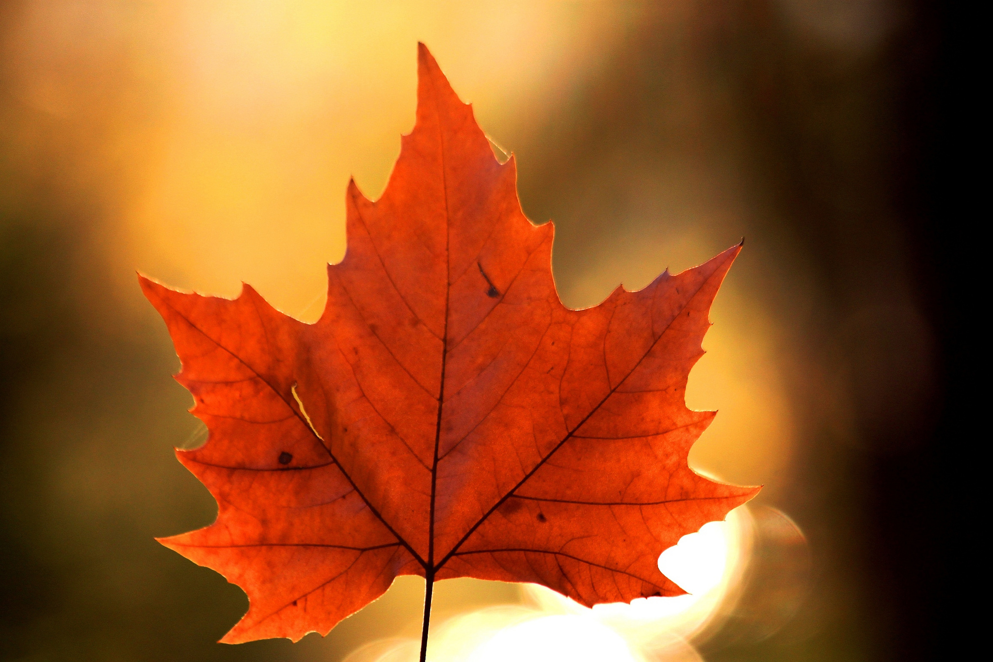 Скачать картинку Природа, Осень, Лист, Солнечно, Кленовый Лист, Земля/природа в телефон бесплатно.