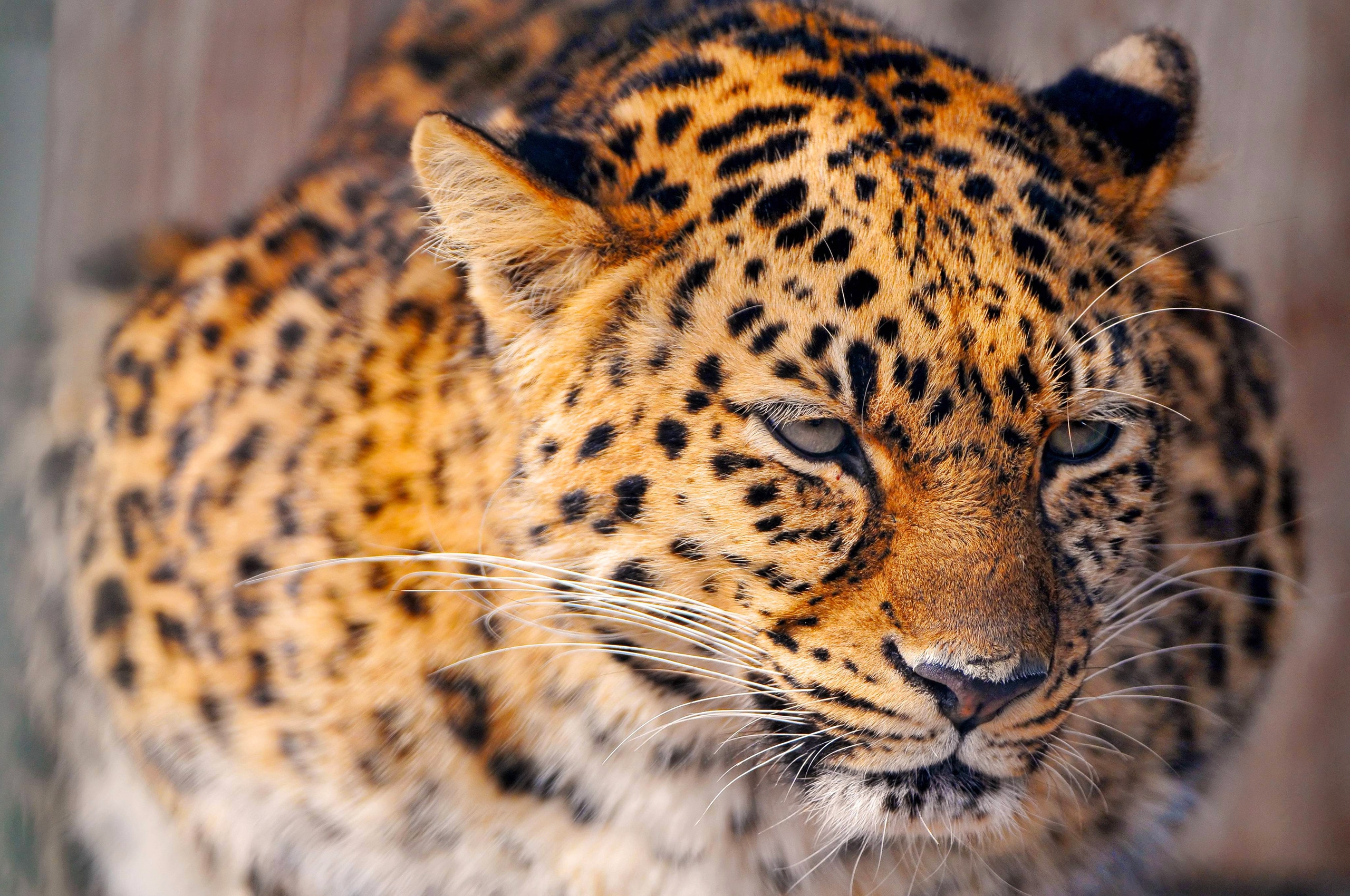 Baixe gratuitamente a imagem Animais, Leopardo, Neve, Gato, Grande, Triste na área de trabalho do seu PC