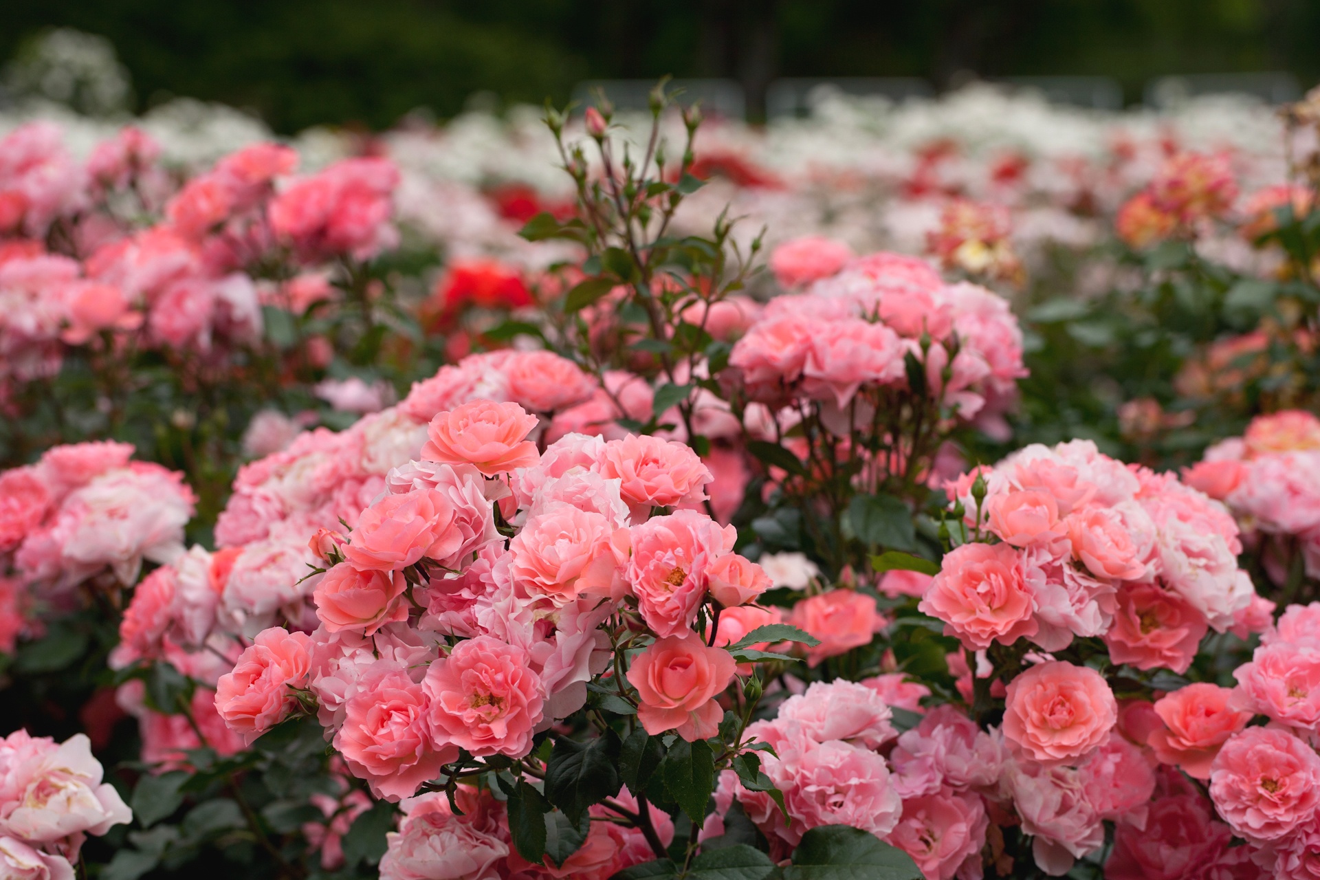 Free download wallpaper Nature, Flowers, Flower, Rose, Earth, Pink Flower, Depth Of Field, Rose Bush on your PC desktop