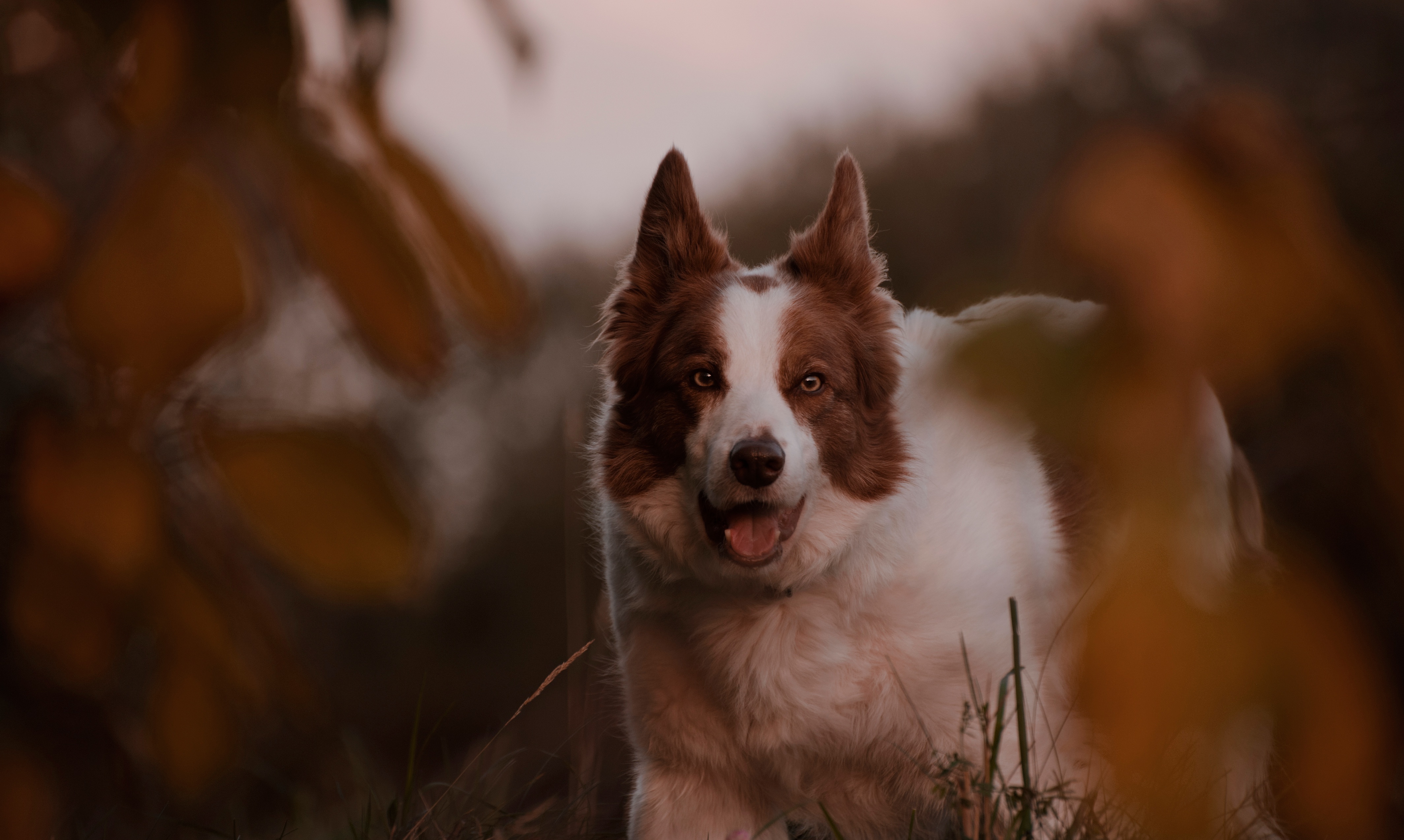 無料モバイル壁紙動物, 犬, ボーダーコリーをダウンロードします。