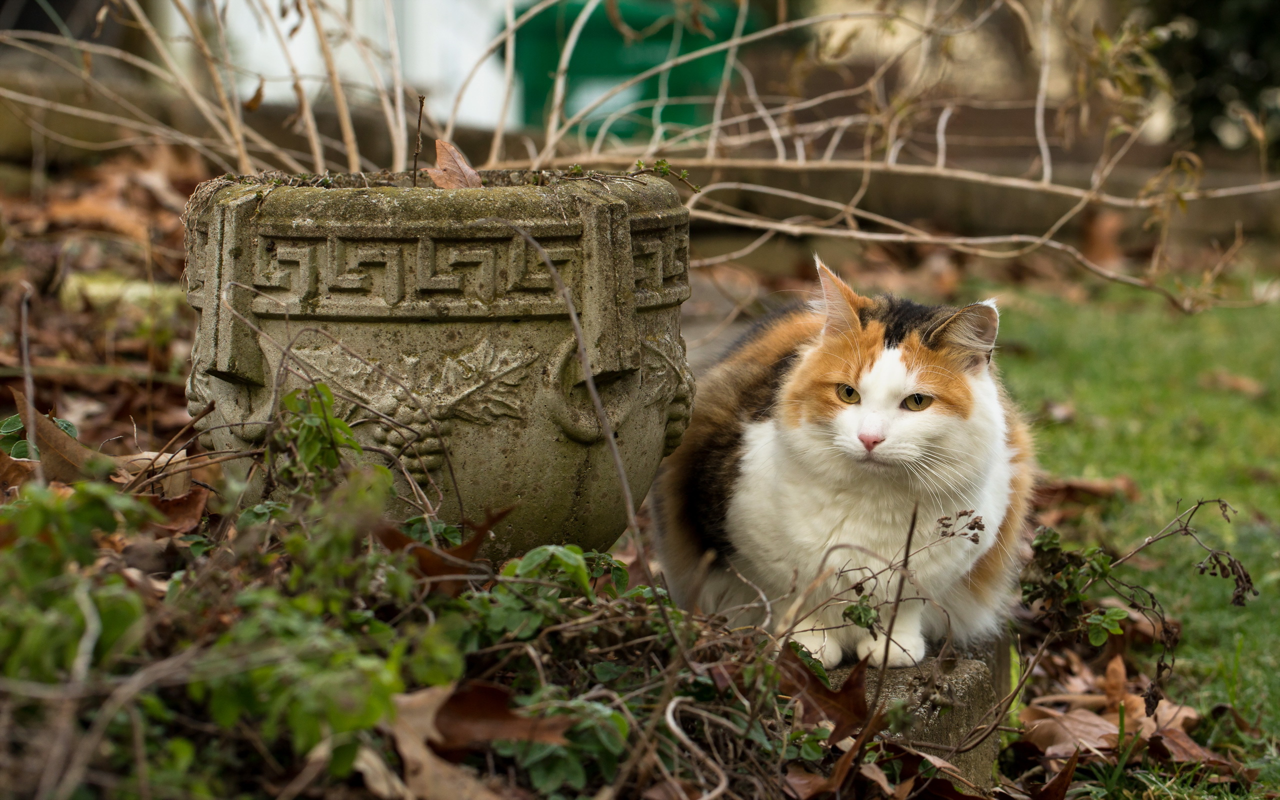 PCデスクトップにネコ, 猫, 動物画像を無料でダウンロード