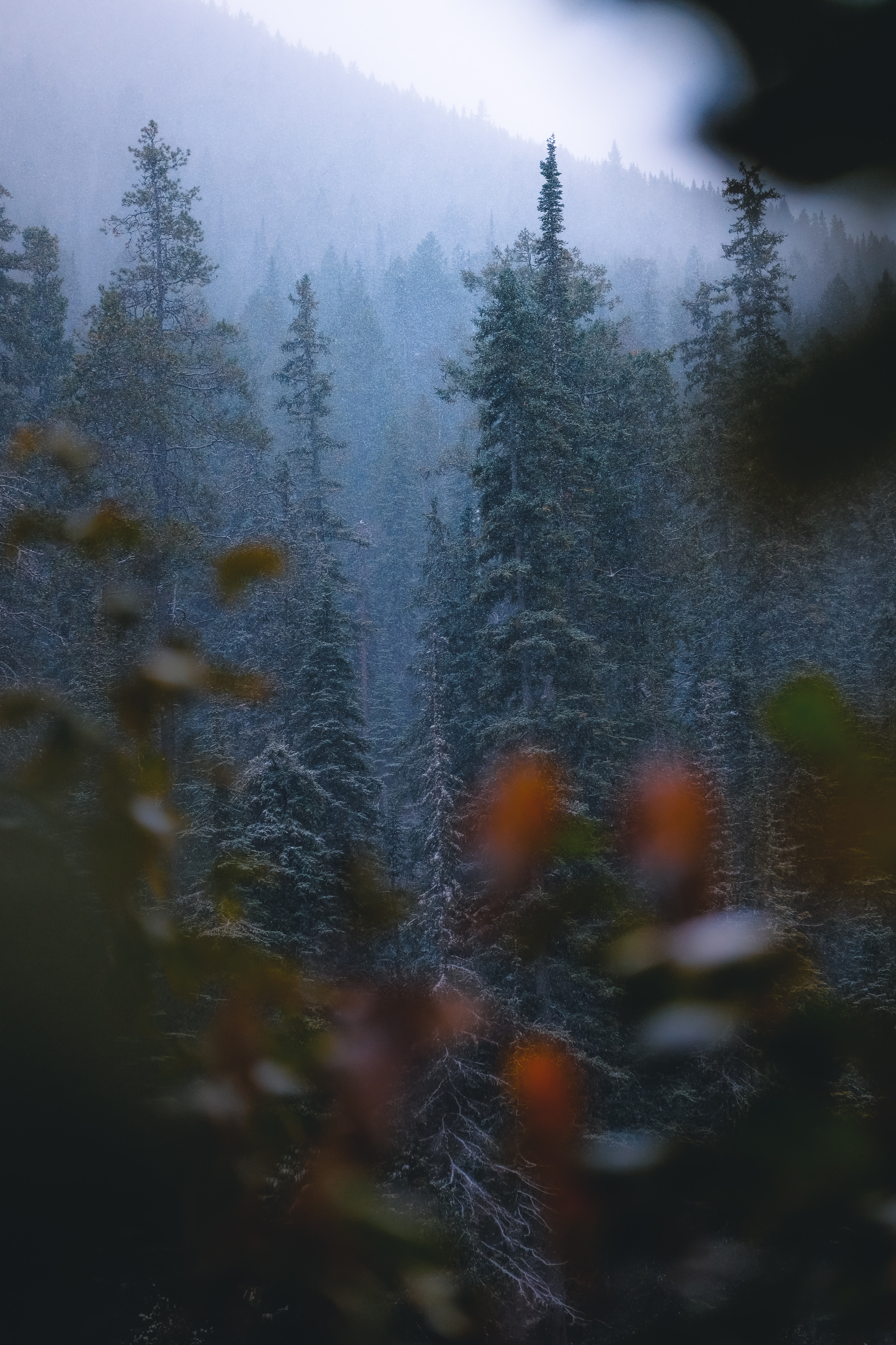 snowfall, nature, trees, pine, snow, forest for android