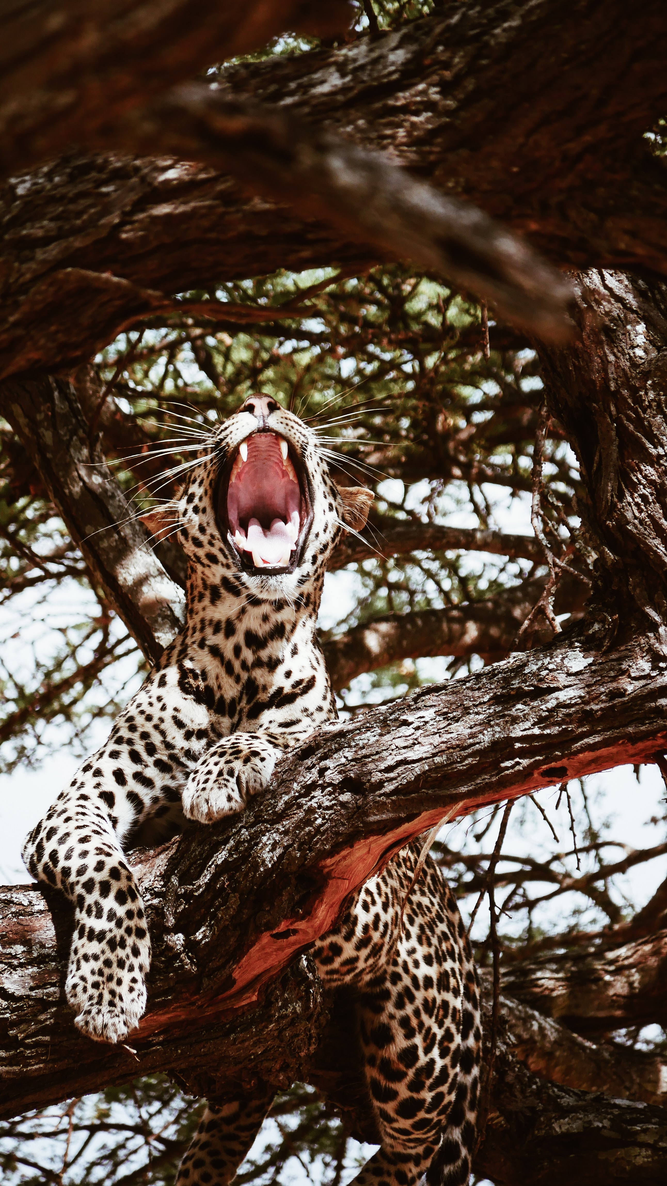 animals, leopard, predator, big cat, to fall, mouth Full HD
