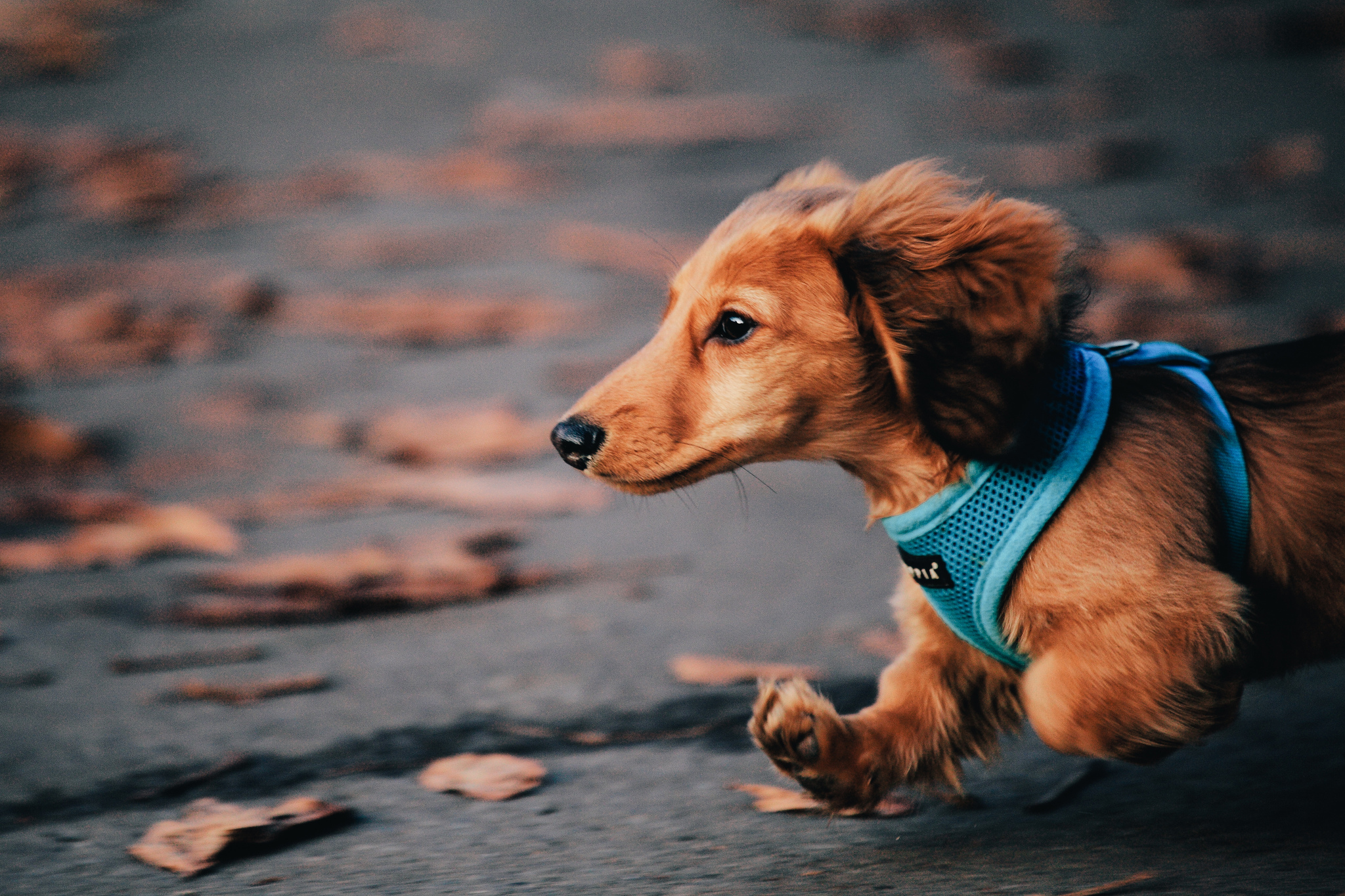 Baixar papel de parede para celular de Cães, Cão, Animais gratuito.