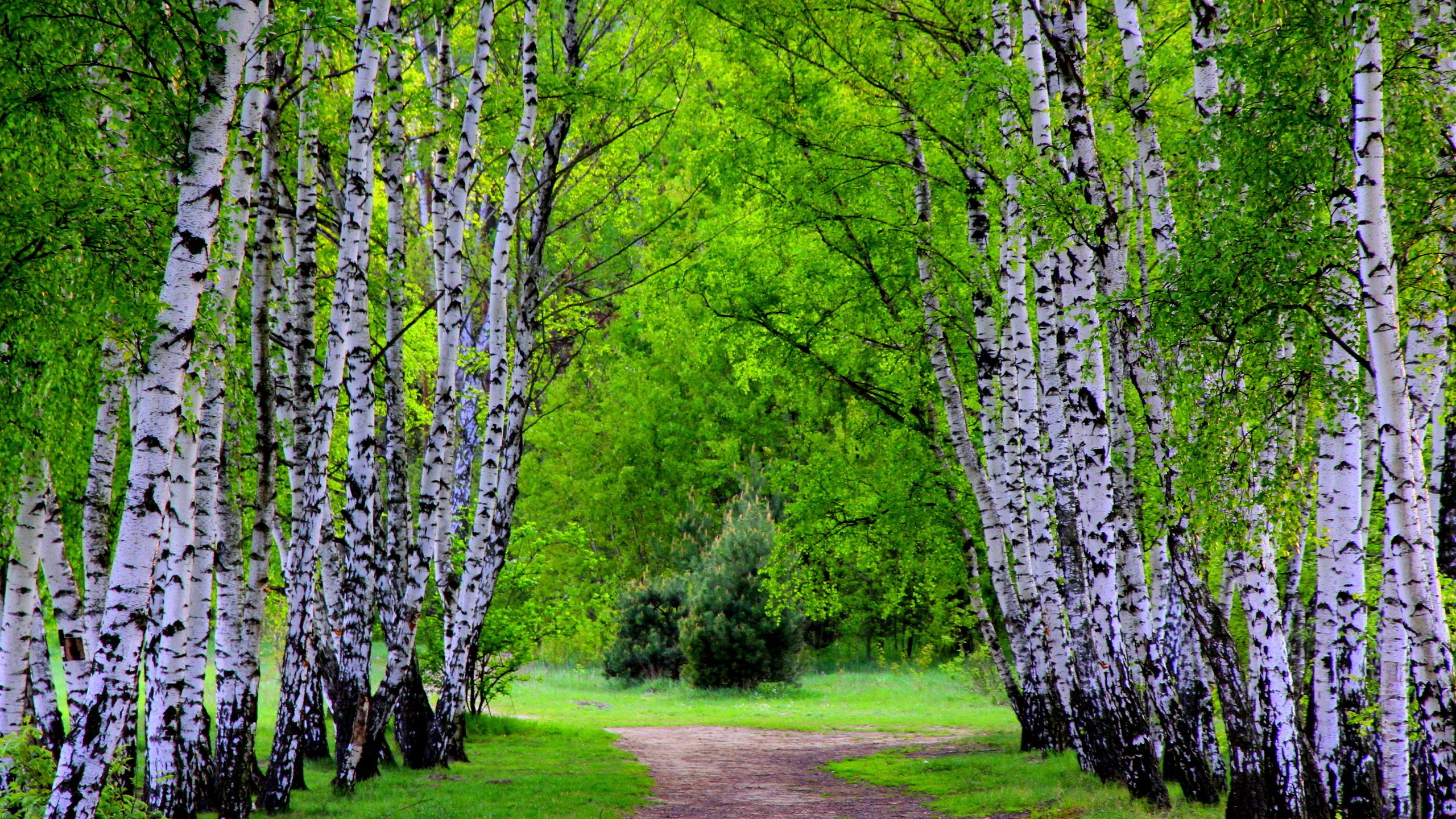 Téléchargez gratuitement l'image Arbre, Terre/nature sur le bureau de votre PC