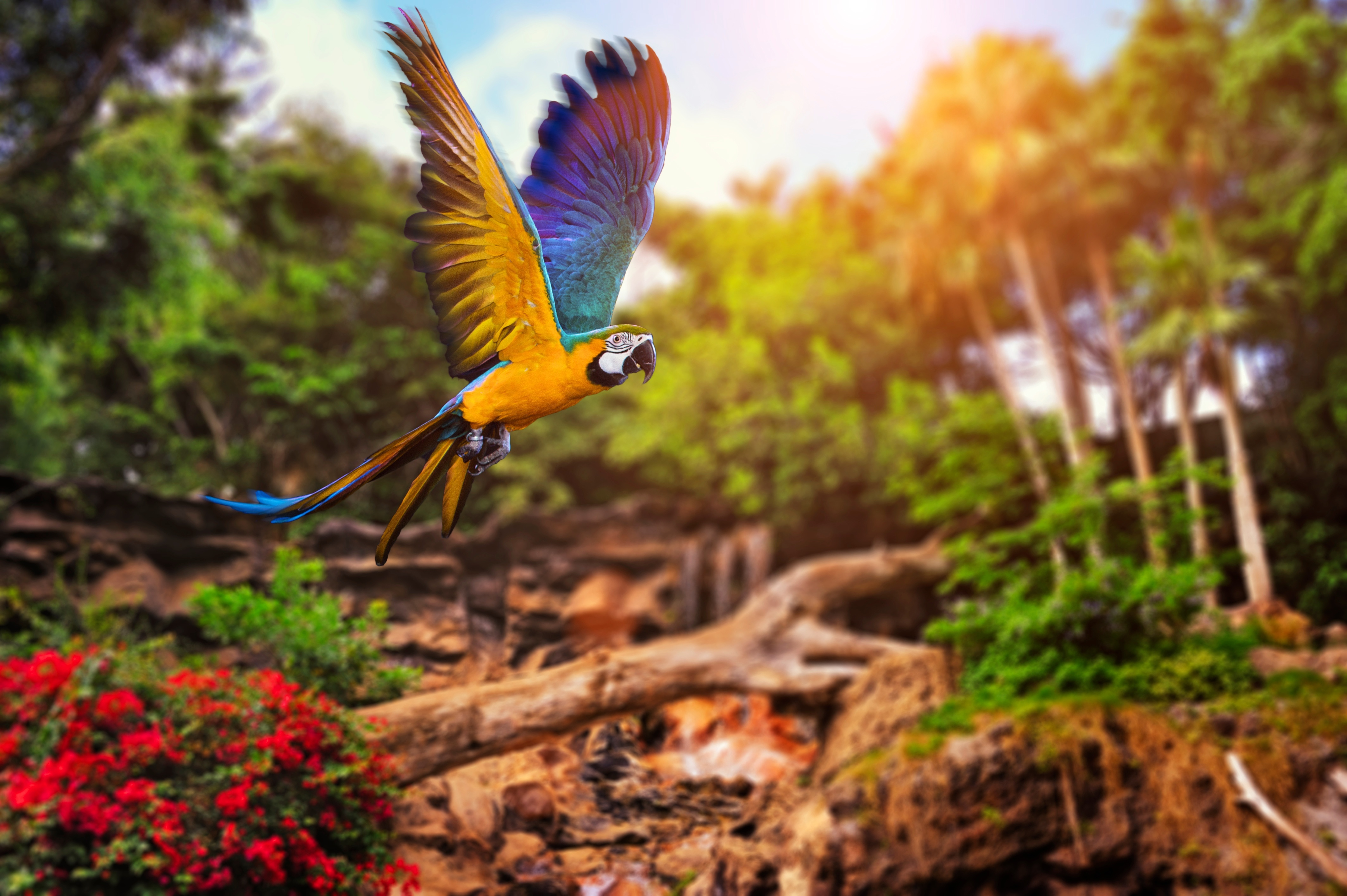flight, animal, blue and yellow macaw, macaw, parrot, birds