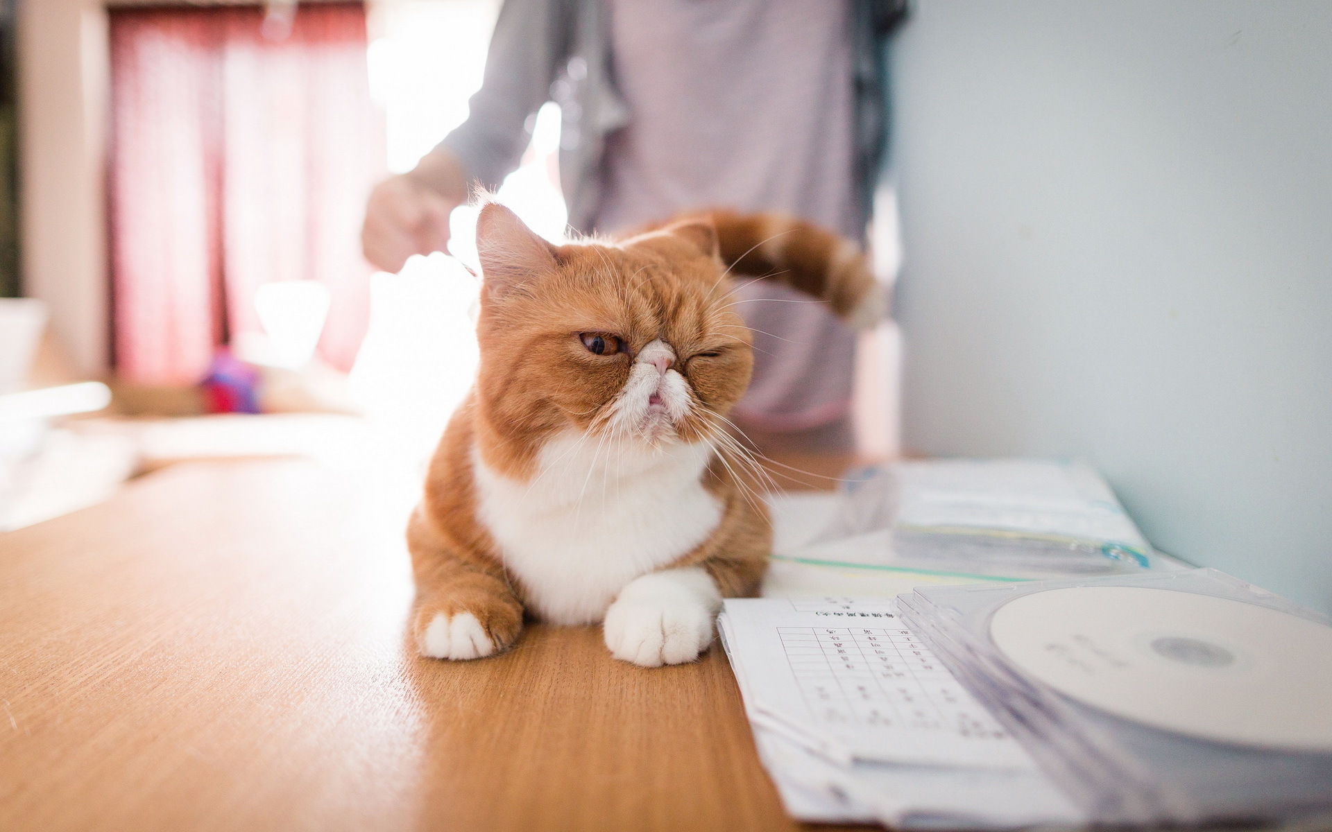 Téléchargez des papiers peints mobile Animaux, Chats, Chat gratuitement.