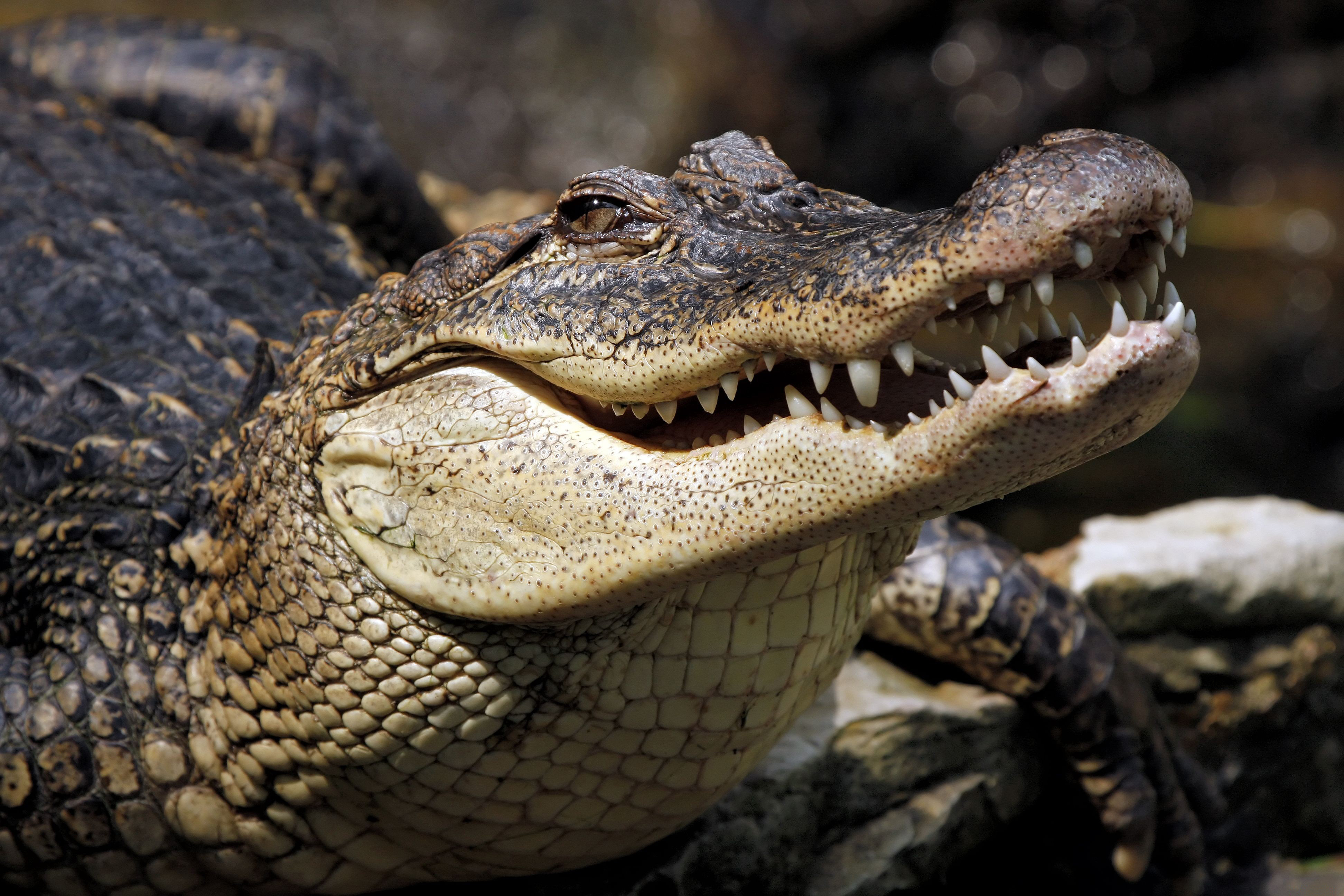 285999 Hintergrundbild herunterladen tiere, krokodil, reptil, reptilien - Bildschirmschoner und Bilder kostenlos
