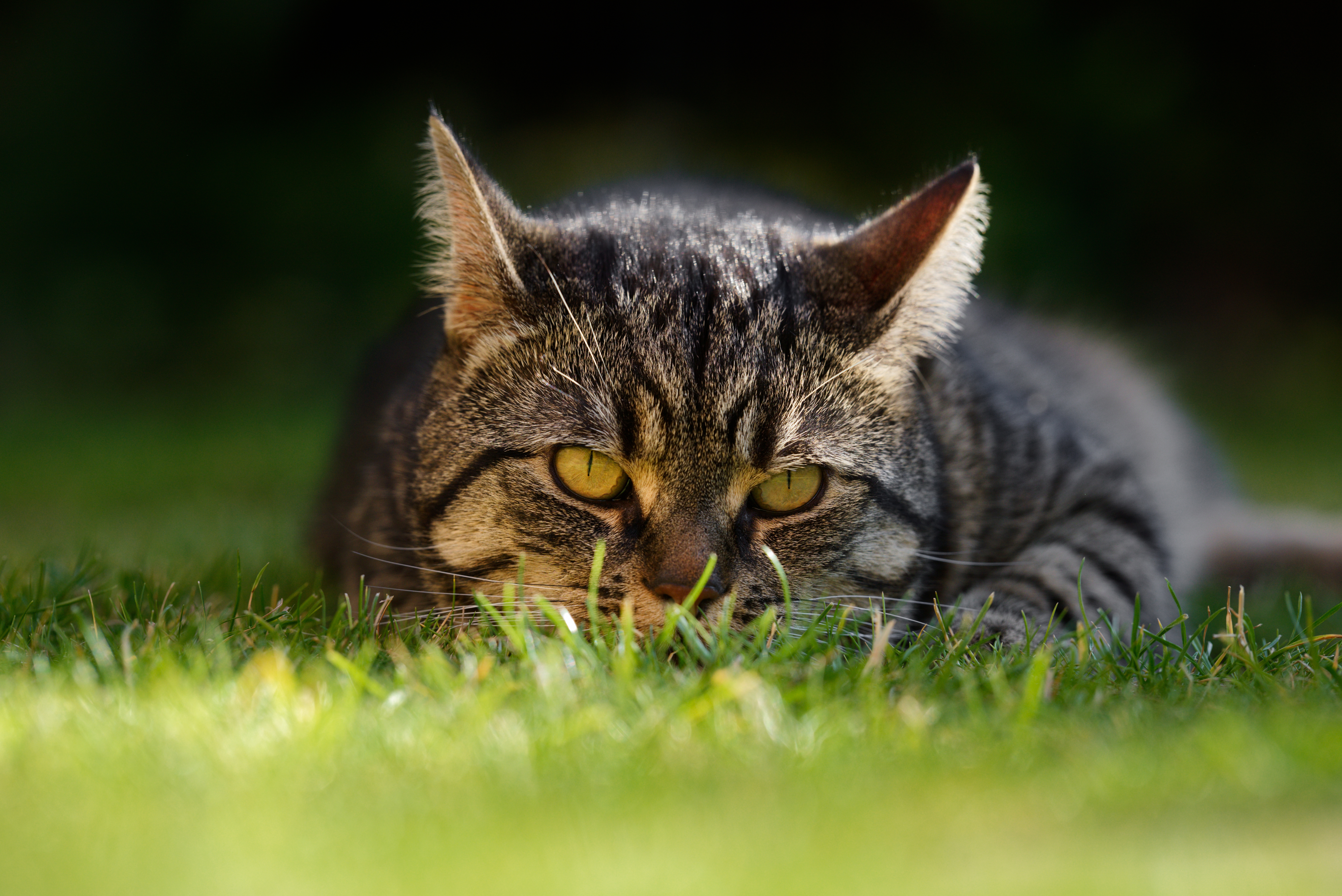 Laden Sie das Tiere, Katzen, Katze, Gras, Starren-Bild kostenlos auf Ihren PC-Desktop herunter