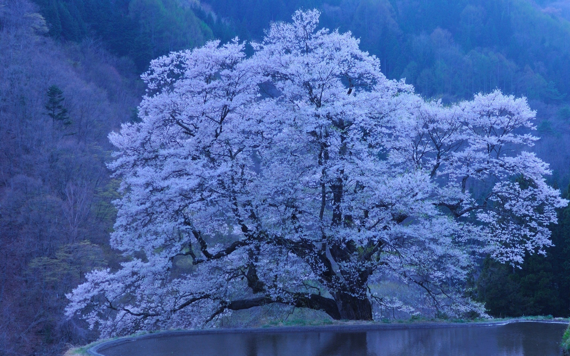 32936 скачать картинку сакура, пейзаж, деревья, синие - обои и заставки бесплатно