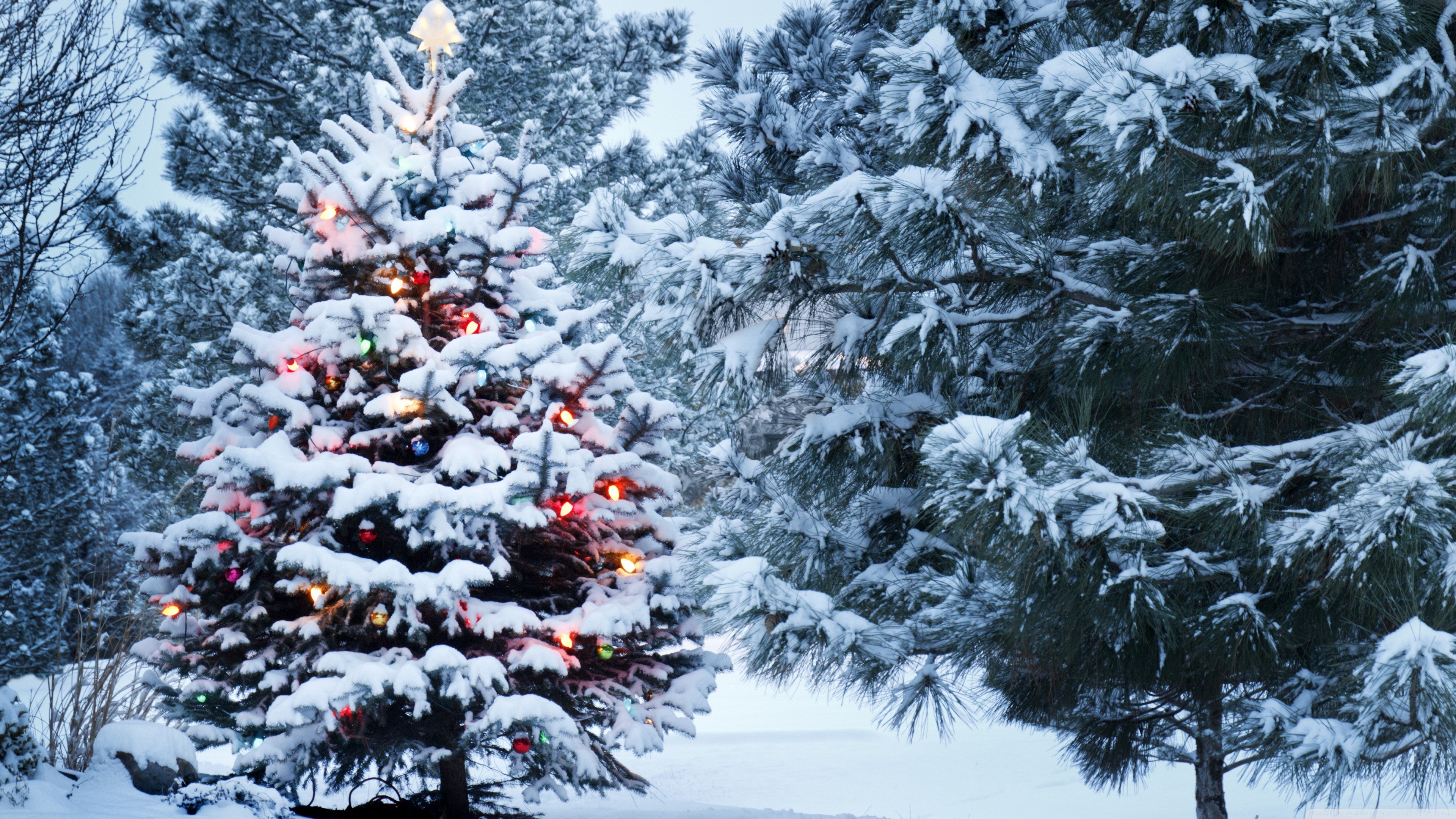 Handy-Wallpaper Feiertage, Schnee, Weihnachten, Wald, Weihnachtsbaum, Weihnachtsbeleuchtung kostenlos herunterladen.