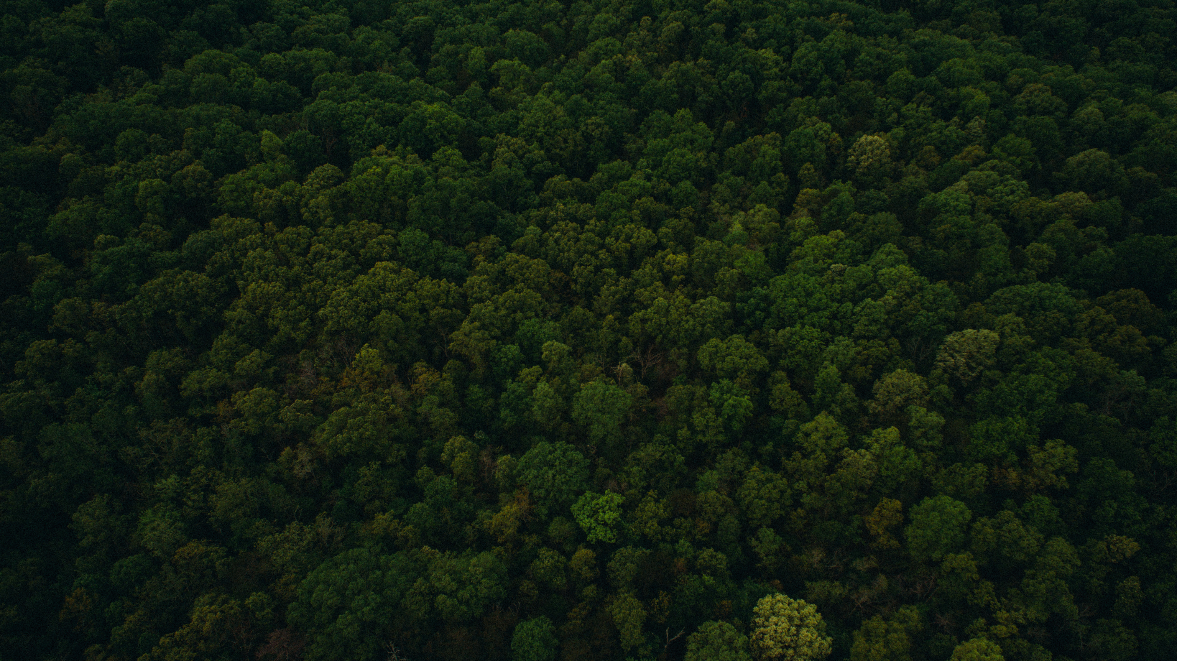 Free download wallpaper Trees, View From Above, Nature on your PC desktop