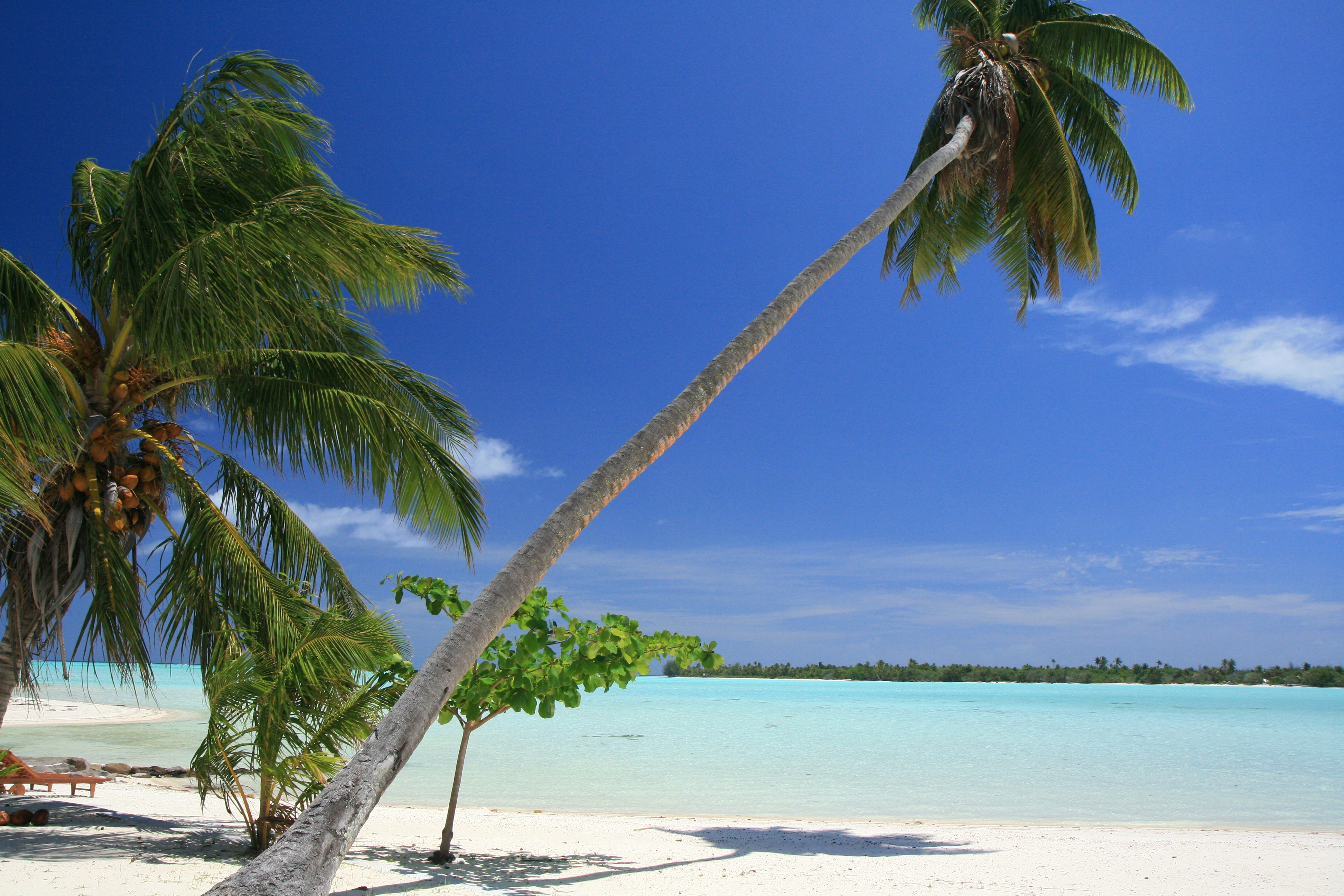 Descarga gratis la imagen Naturaleza, Malbives, Malbiva, Palms, Zona Tropical, Playa, Trópico en el escritorio de tu PC