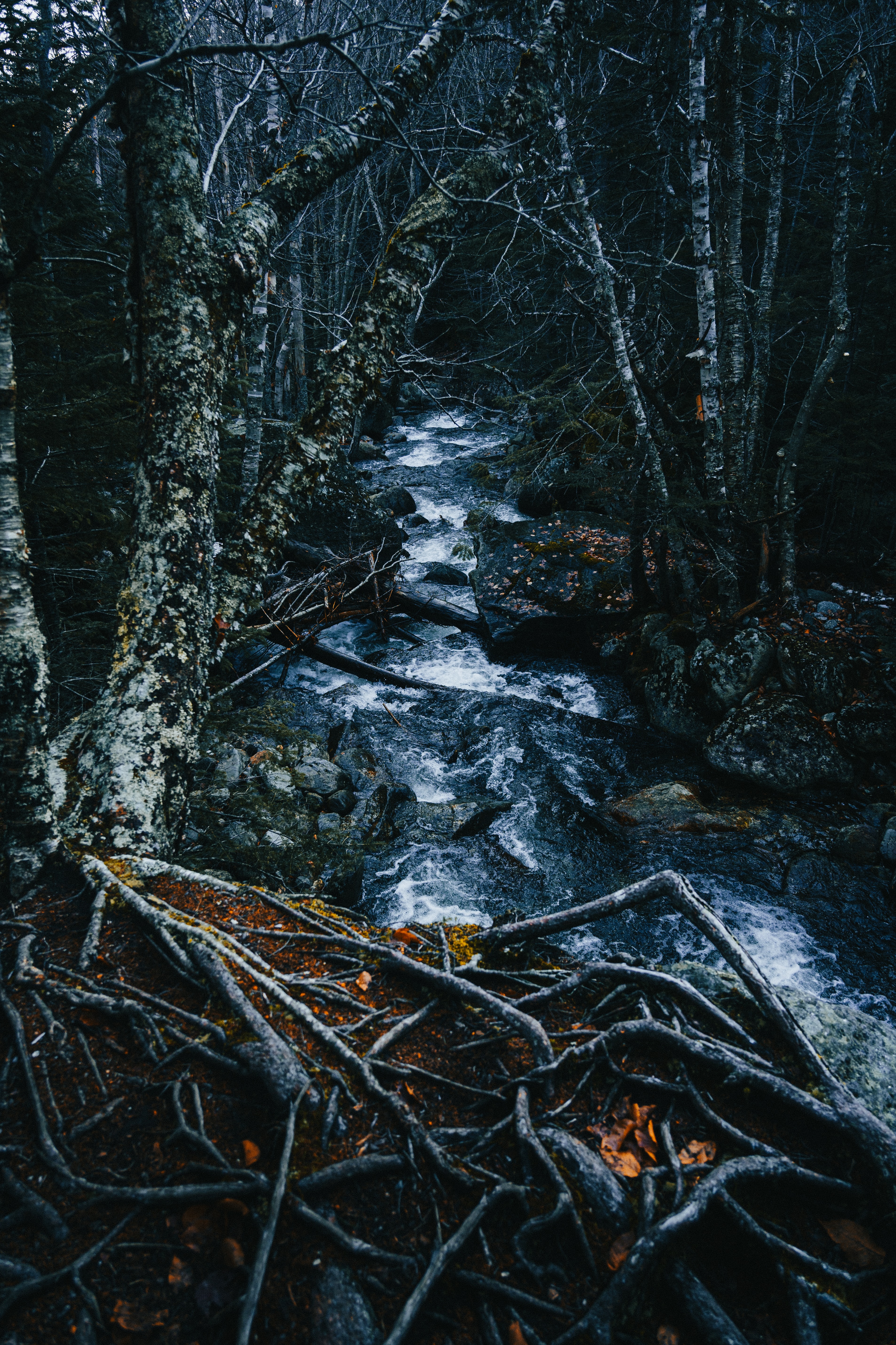Laden Sie das Brook, Bach, Natur, Bäume, Flüsse, Wald-Bild kostenlos auf Ihren PC-Desktop herunter