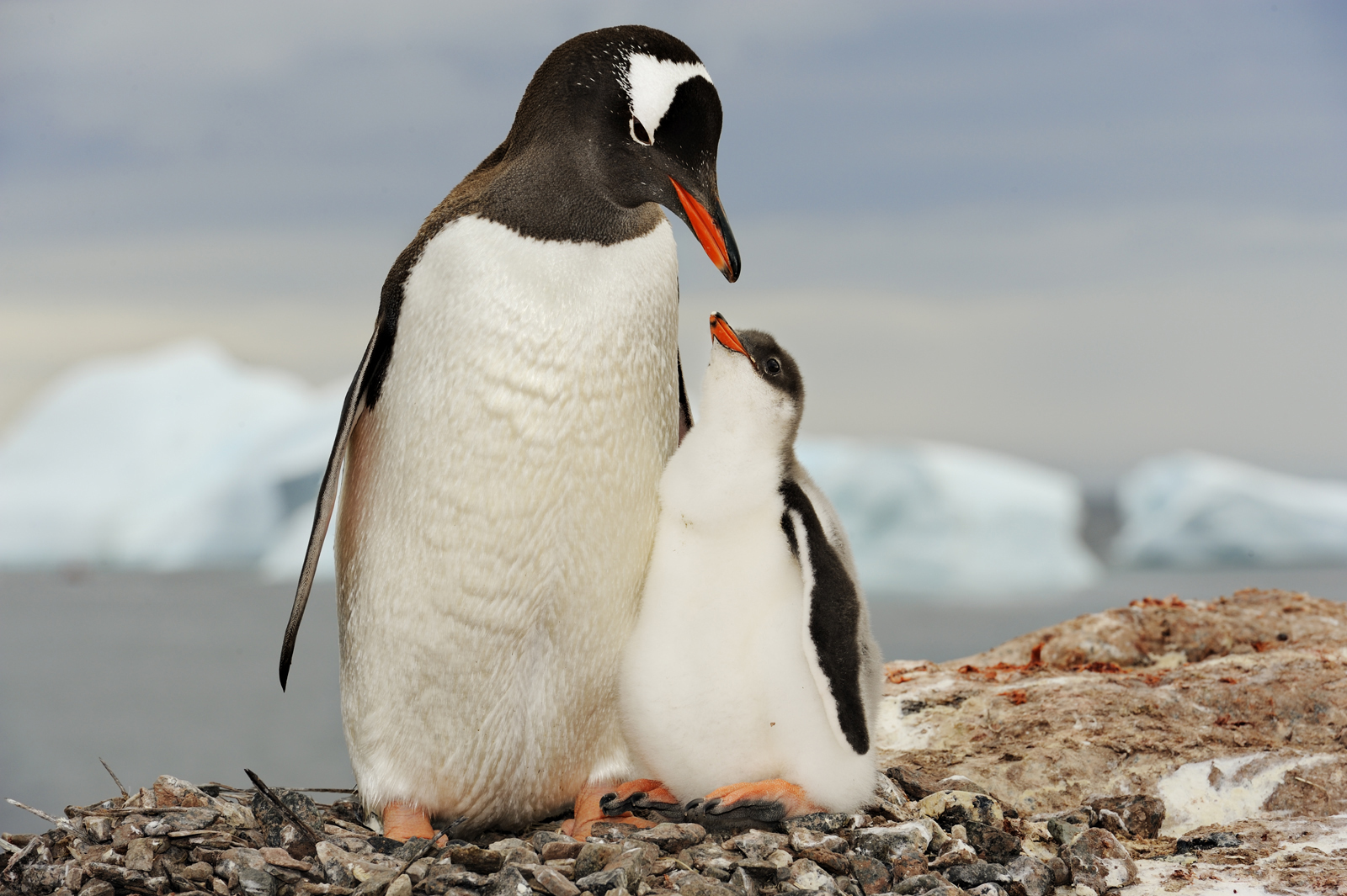 Laden Sie das Tiere, Vögel, Küken, Vogel, Pinguin, Tierbaby-Bild kostenlos auf Ihren PC-Desktop herunter