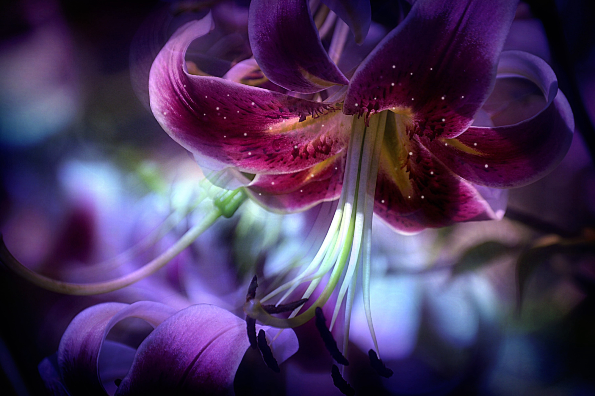 Descarga gratuita de fondo de pantalla para móvil de Lirio, Flores, Flor, Tierra/naturaleza.
