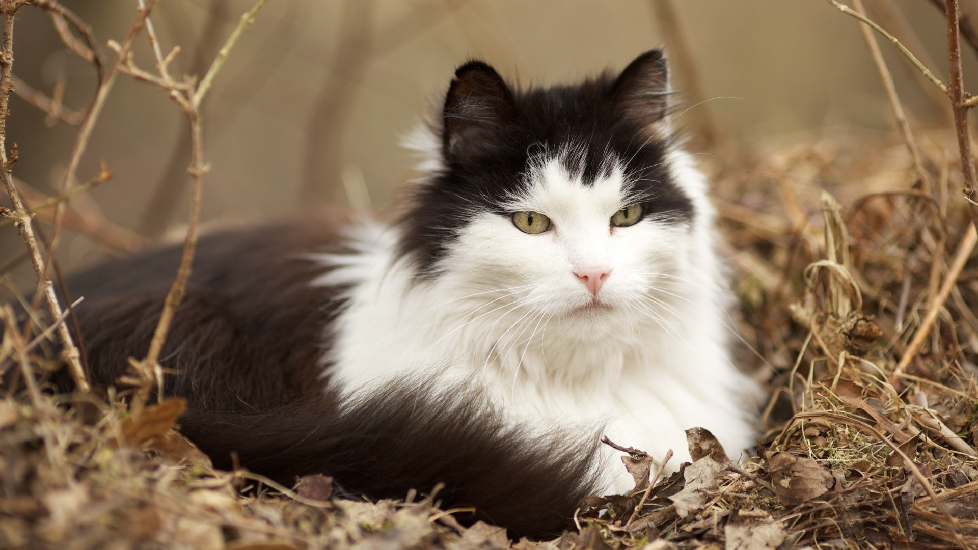 Baixe gratuitamente a imagem Animais, Gato na área de trabalho do seu PC