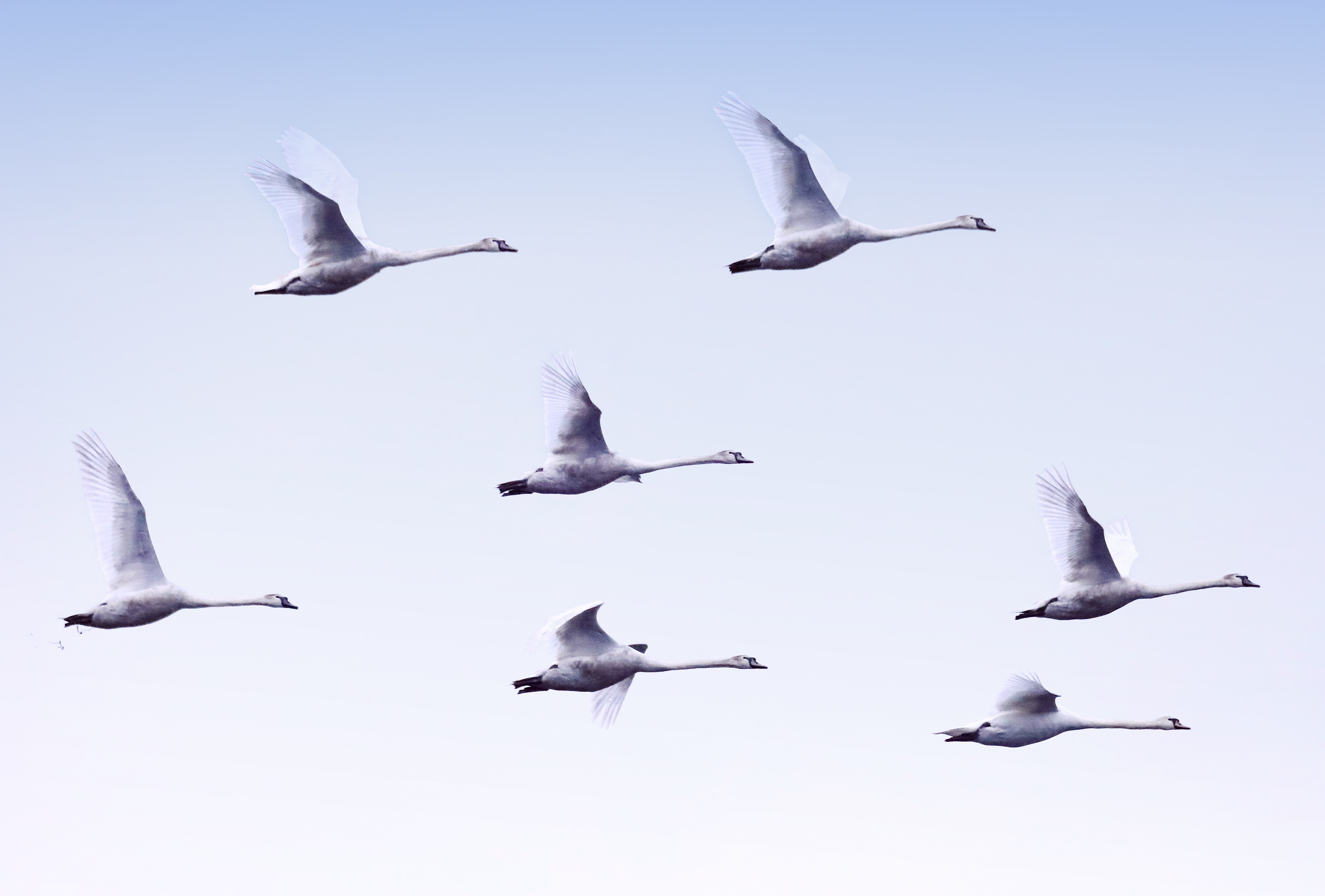 Laden Sie das Flug, Tiere, Swans, Vögel-Bild kostenlos auf Ihren PC-Desktop herunter