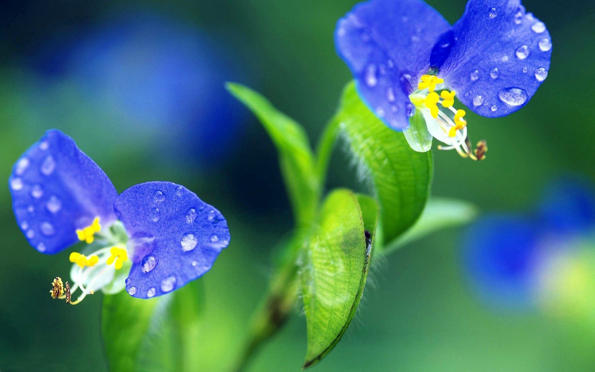 Laden Sie das Grass, Drops, Makro, Blume-Bild kostenlos auf Ihren PC-Desktop herunter