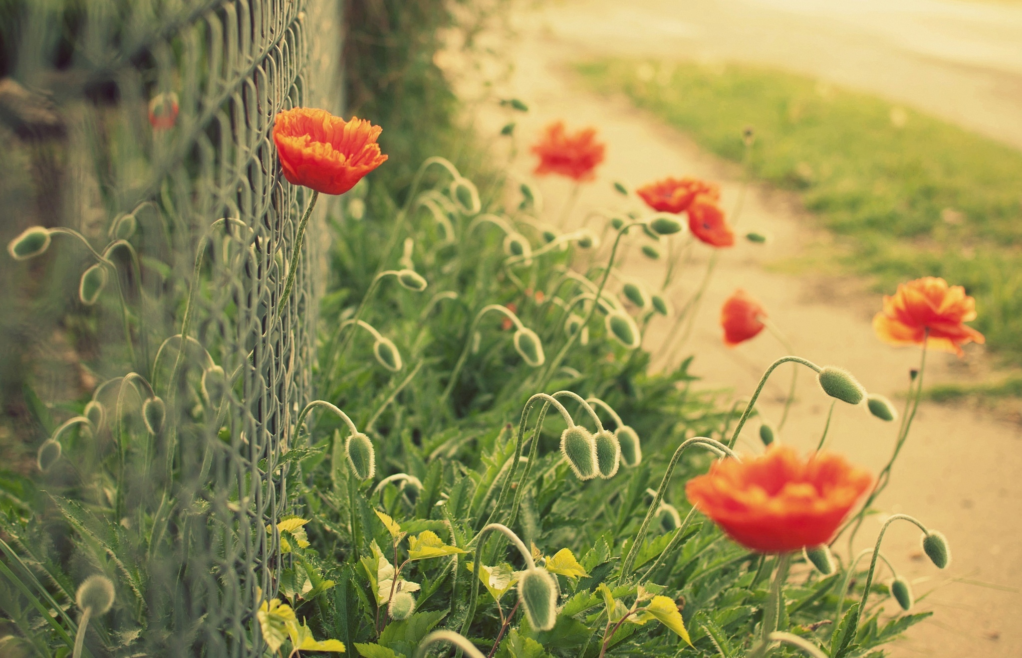 Download mobile wallpaper Poppy, Flowers, Earth for free.