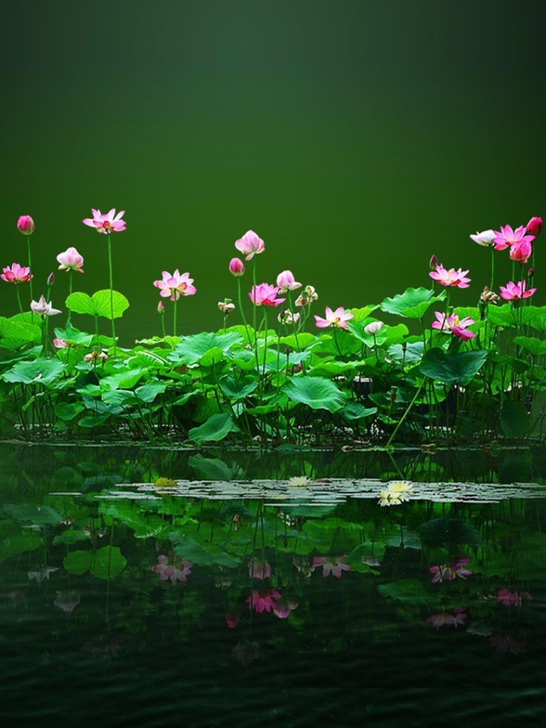 Download mobile wallpaper Flowers, Lotus, Flower, Plant, Leaf, Earth, Pond for free.