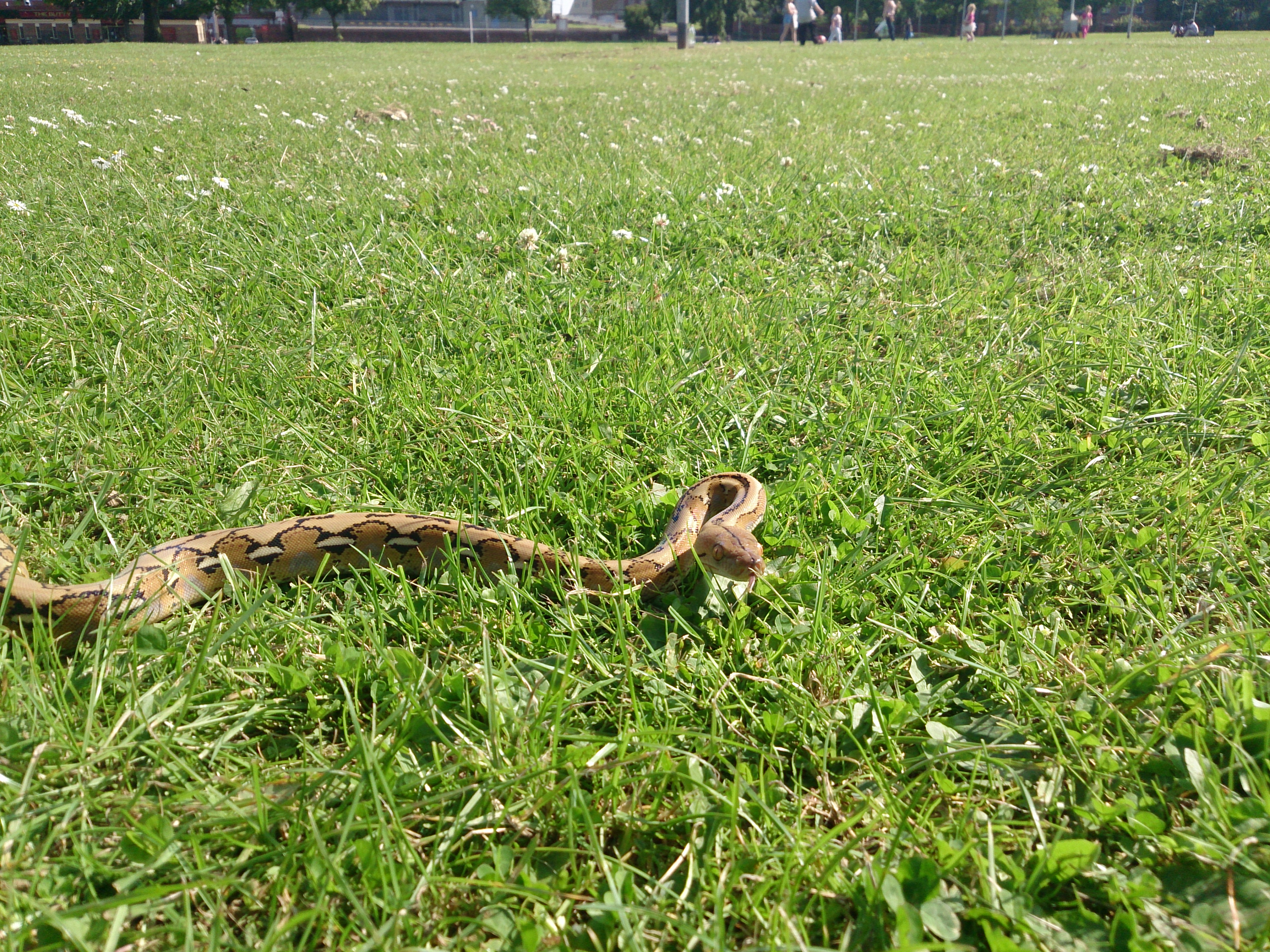 Téléchargez gratuitement l'image Serpent, Reptiles, Animaux sur le bureau de votre PC