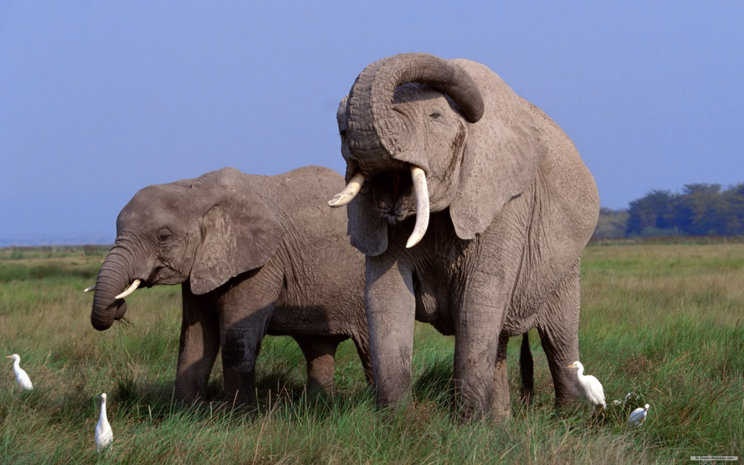 animal, african bush elephant, elephants Full HD