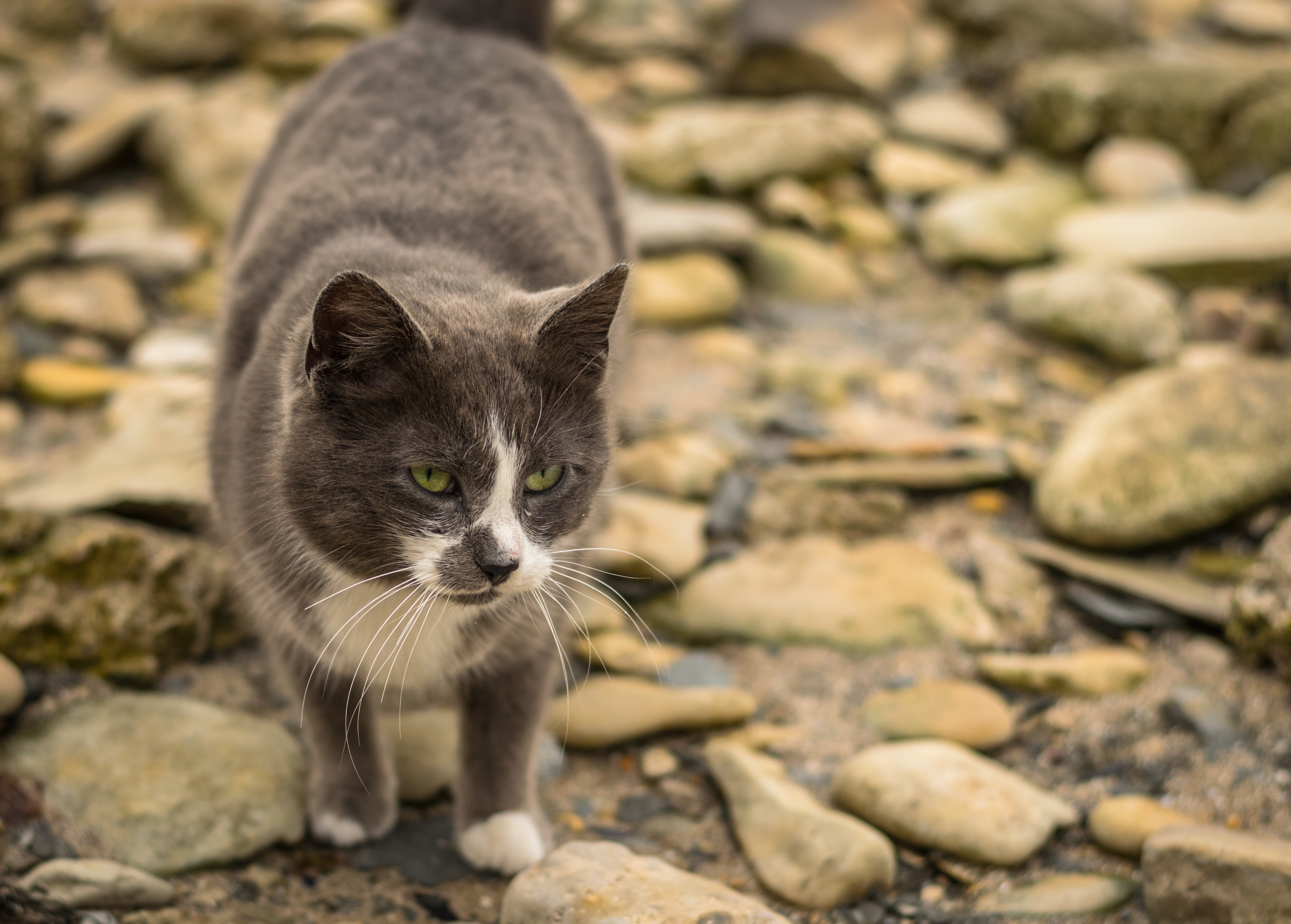 PCデスクトップにネコ, 猫, 動物画像を無料でダウンロード