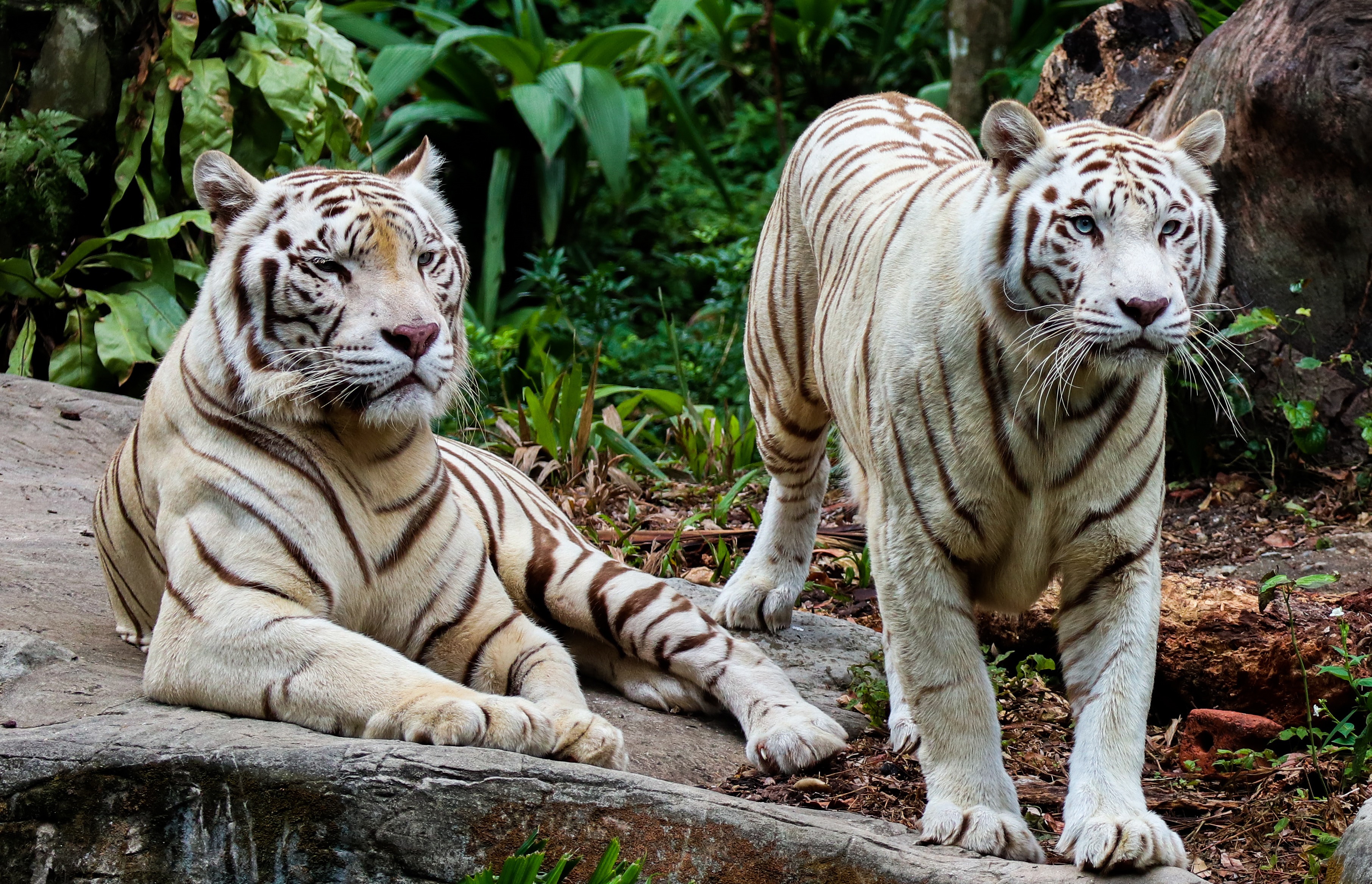 Téléchargez des papiers peints mobile Animaux, Chats, Tigre Blanc gratuitement.