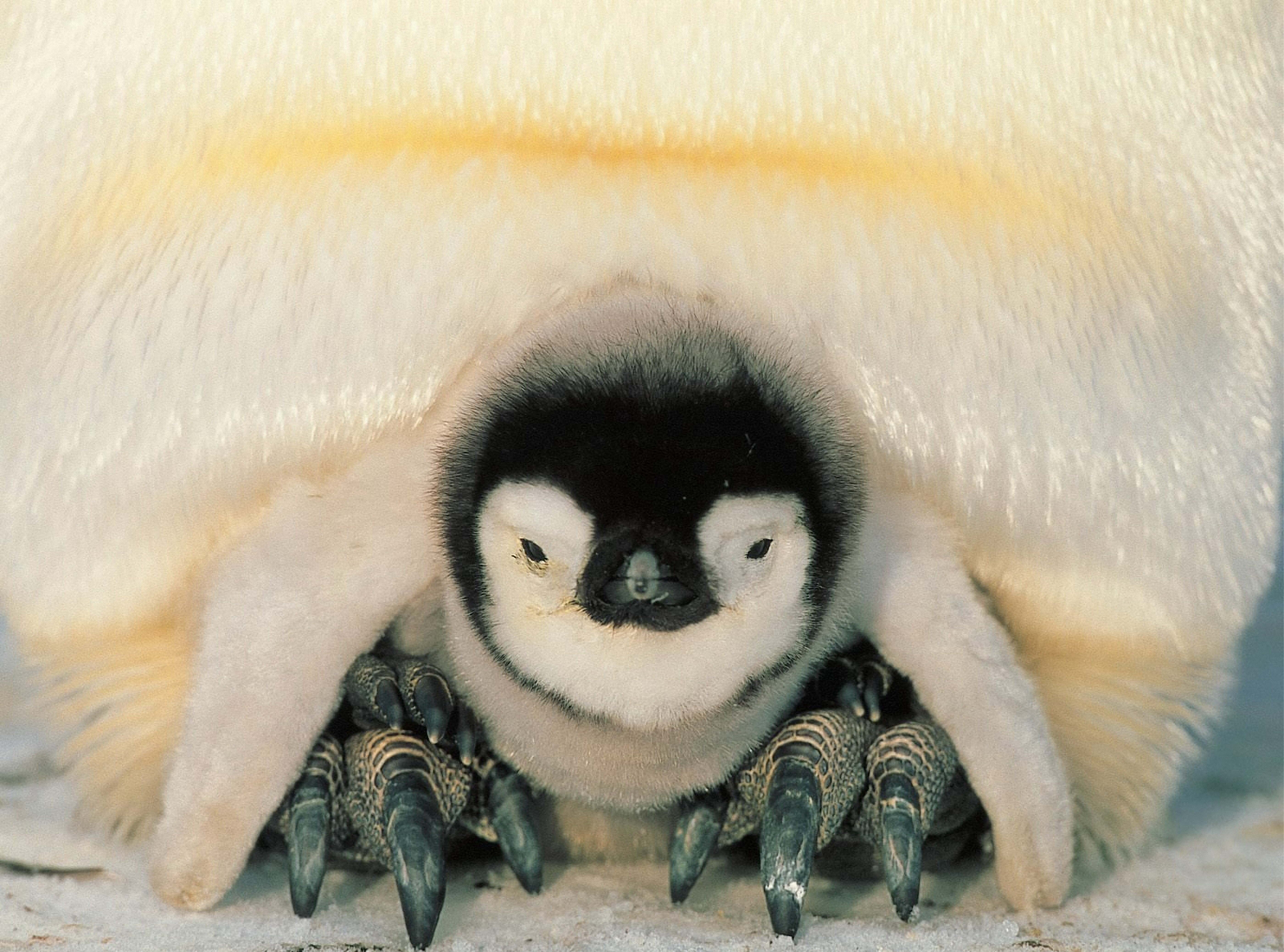 134763 скачать обои пингвины, север, животные, птенец, пингвинёнок - заставки и картинки бесплатно