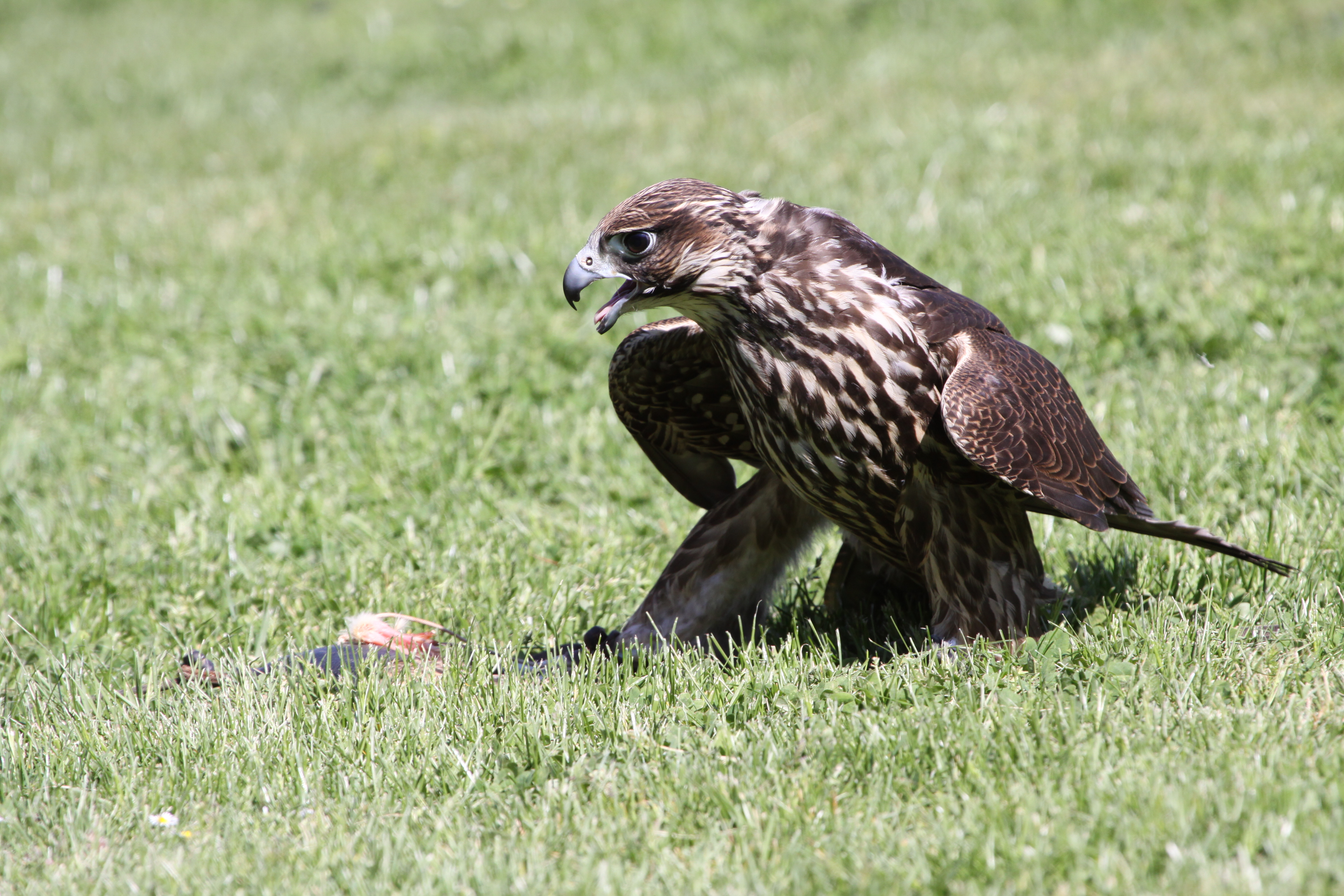 Download mobile wallpaper Hawk, Birds, Animal for free.