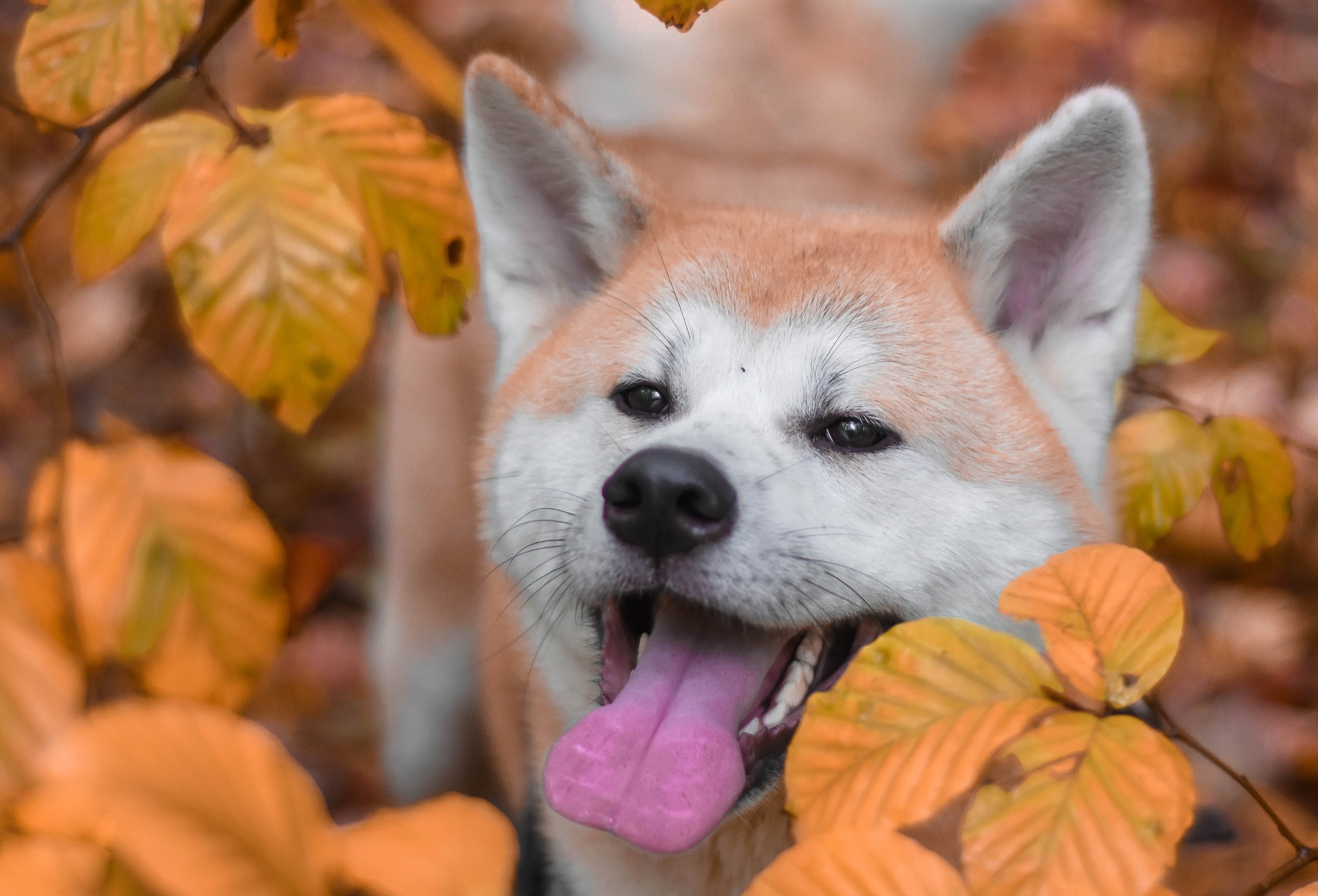 426366 télécharger le fond d'écran animaux, akita, chien, automne, chiens - économiseurs d'écran et images gratuitement
