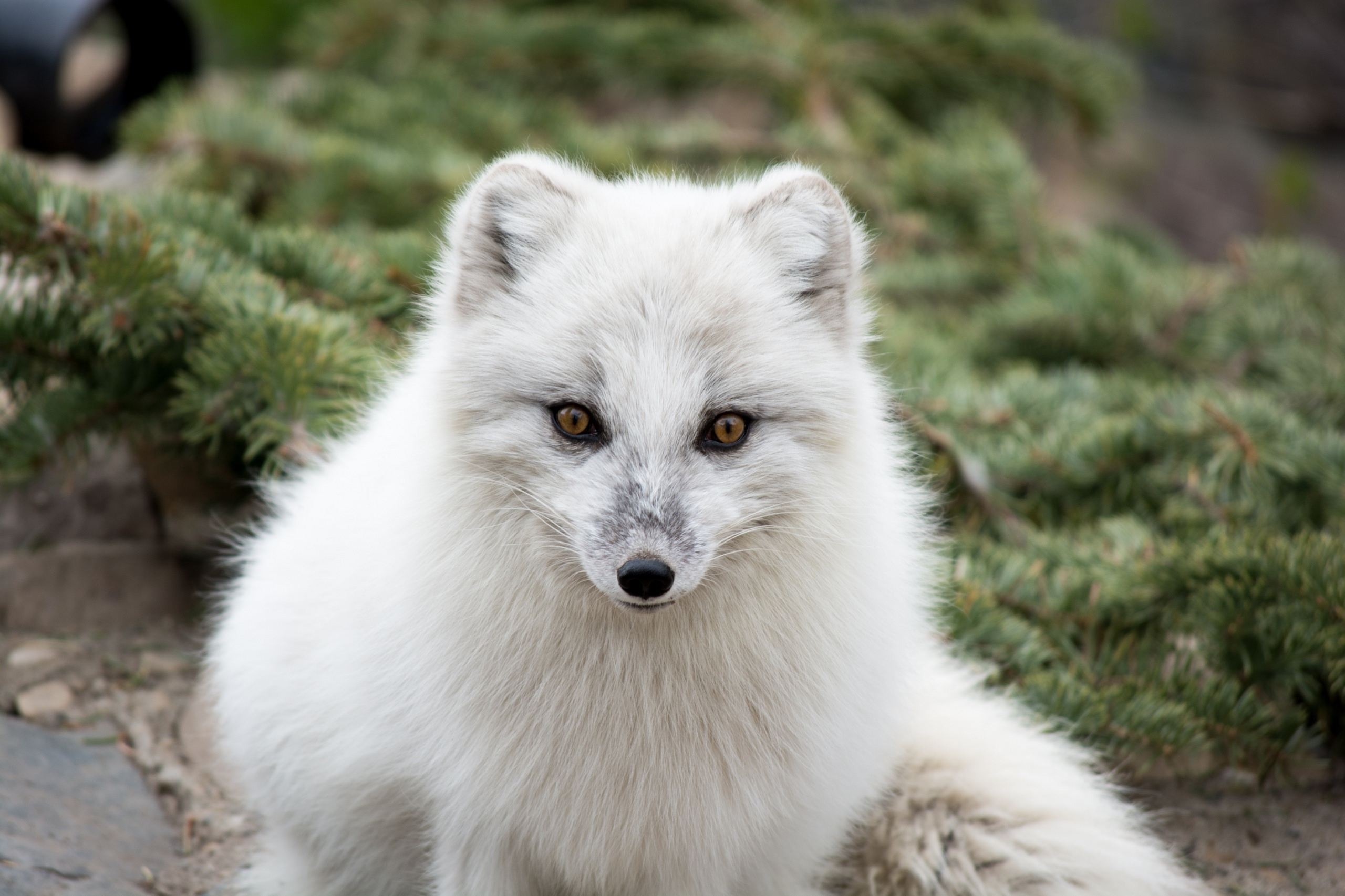 animals, white, muzzle, predator, arctic fox, fur, polar fox