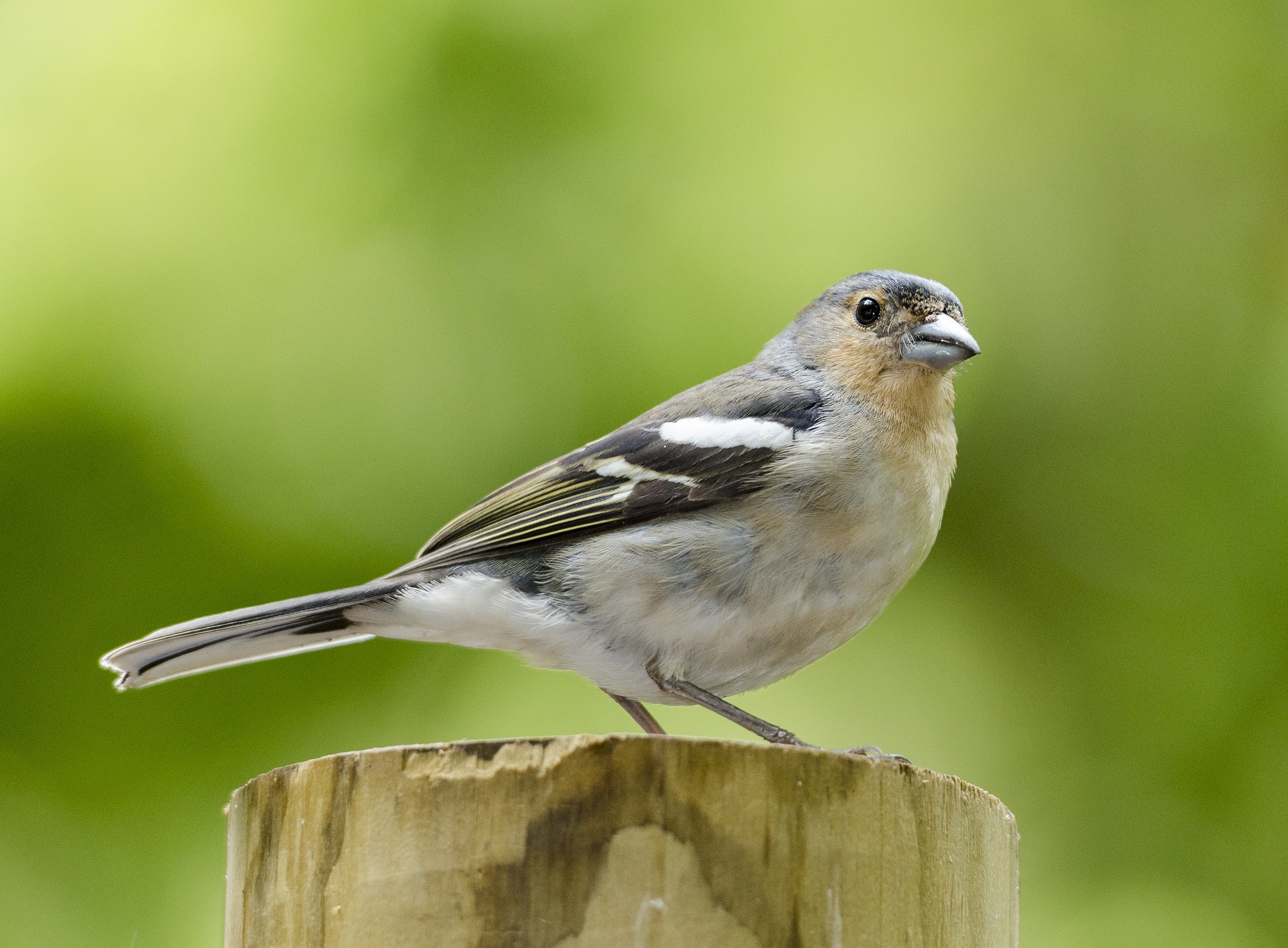 Download mobile wallpaper Birds, Bird, Animal, Finch, Passerine for free.