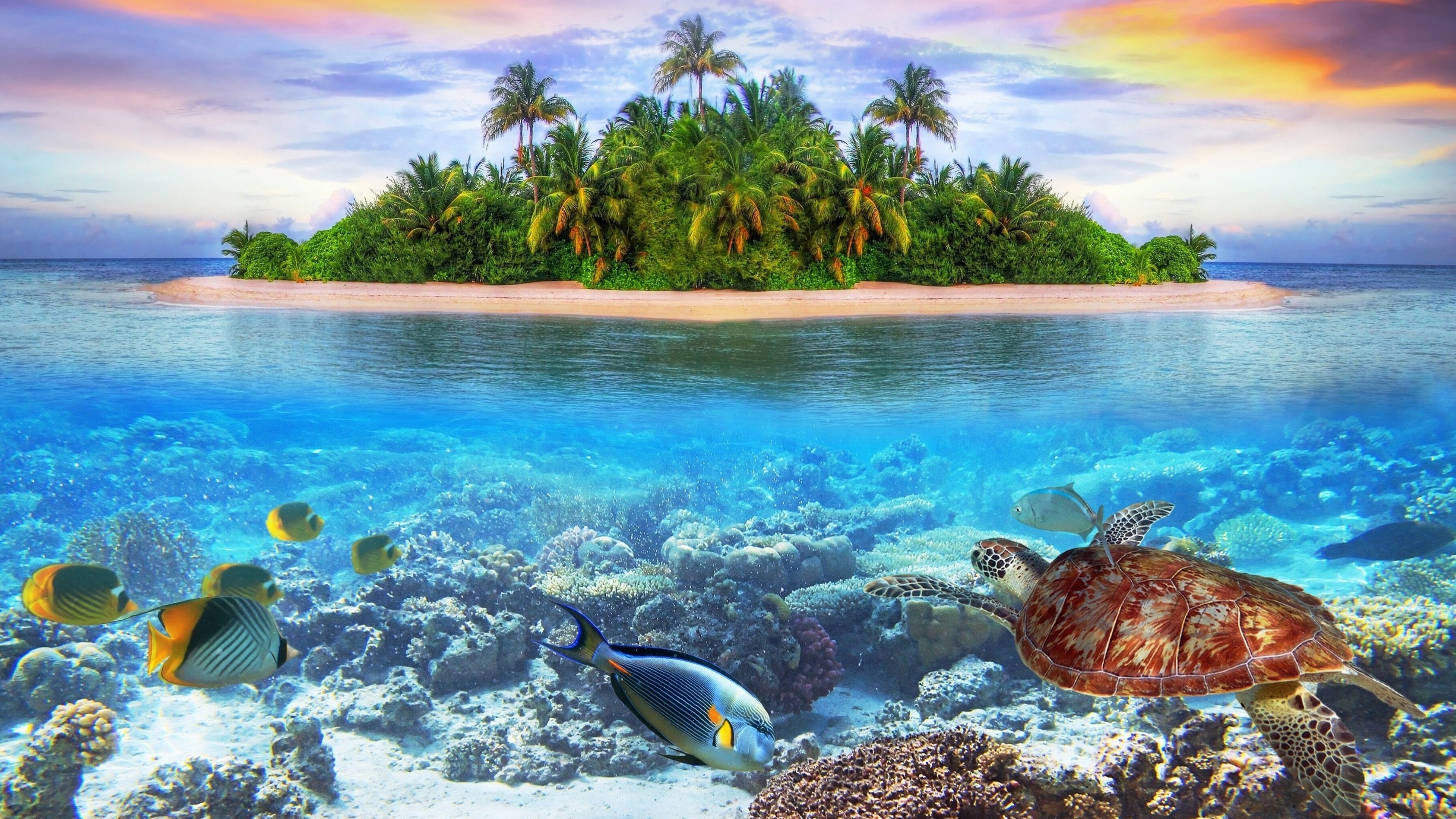 648622 завантажити картинку острів, черепаха, земля, під водою, риба, мальдіви, риф - шпалери і заставки безкоштовно